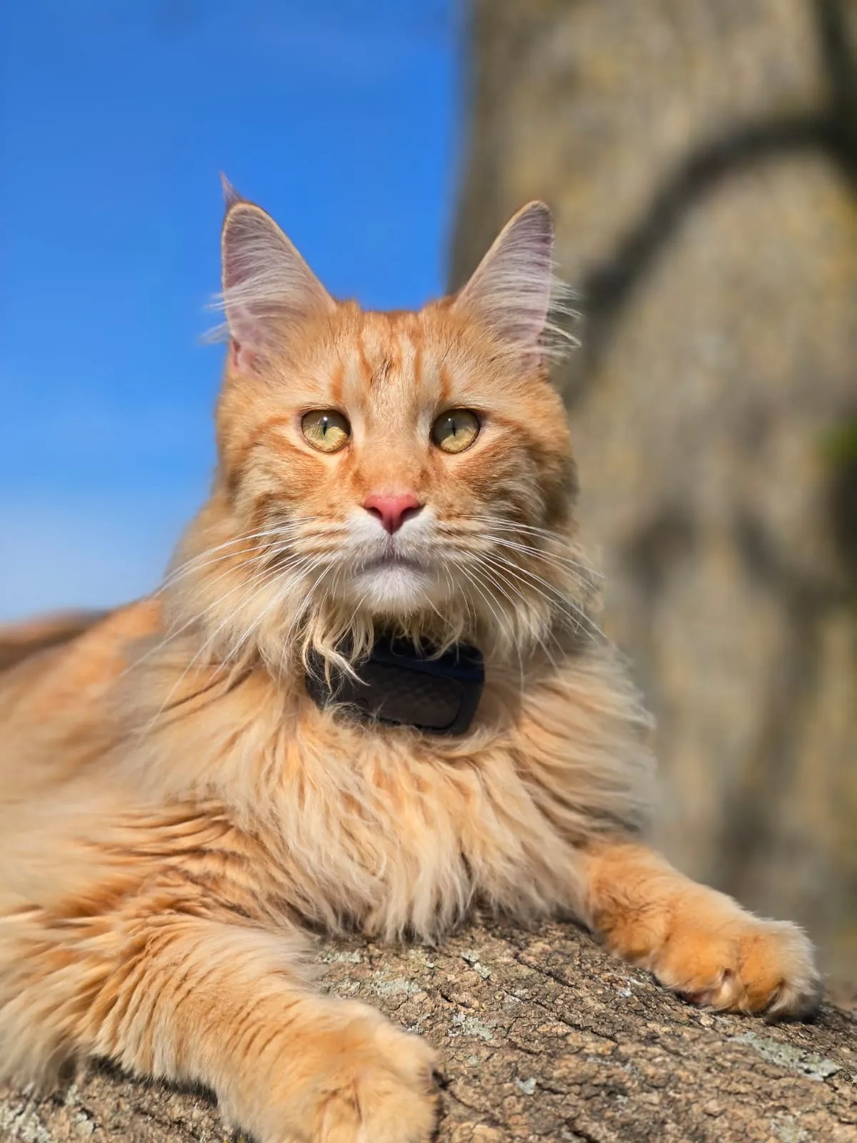 Goose - The Snipe, Hitchin