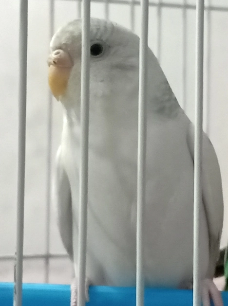 Melody  - Indrapuri, Bhopal