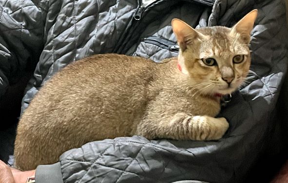 Dhidhiya - Sh3, Nagaon