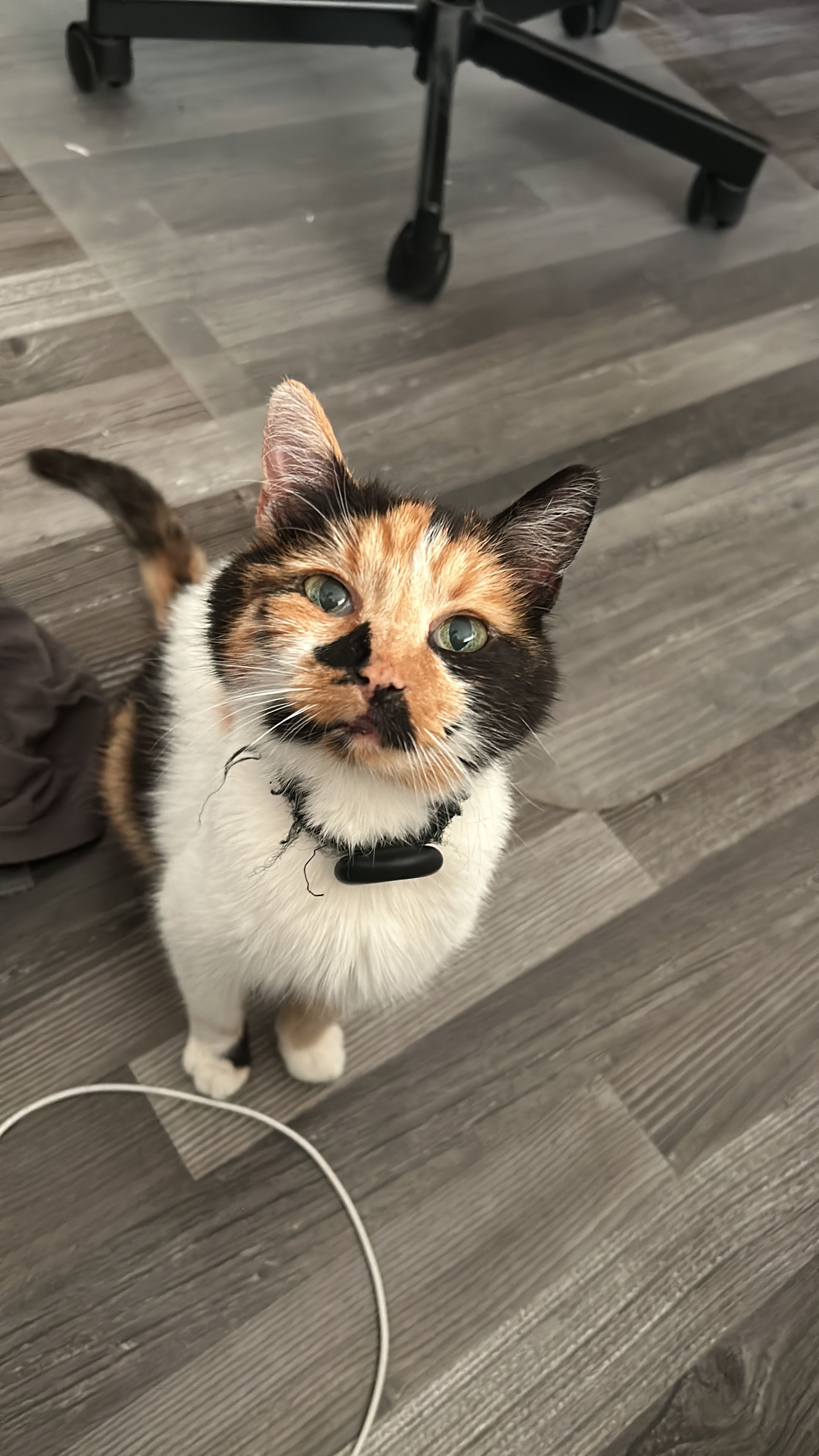 Petzi - Erich-Pfaff-Straße, Bautzen