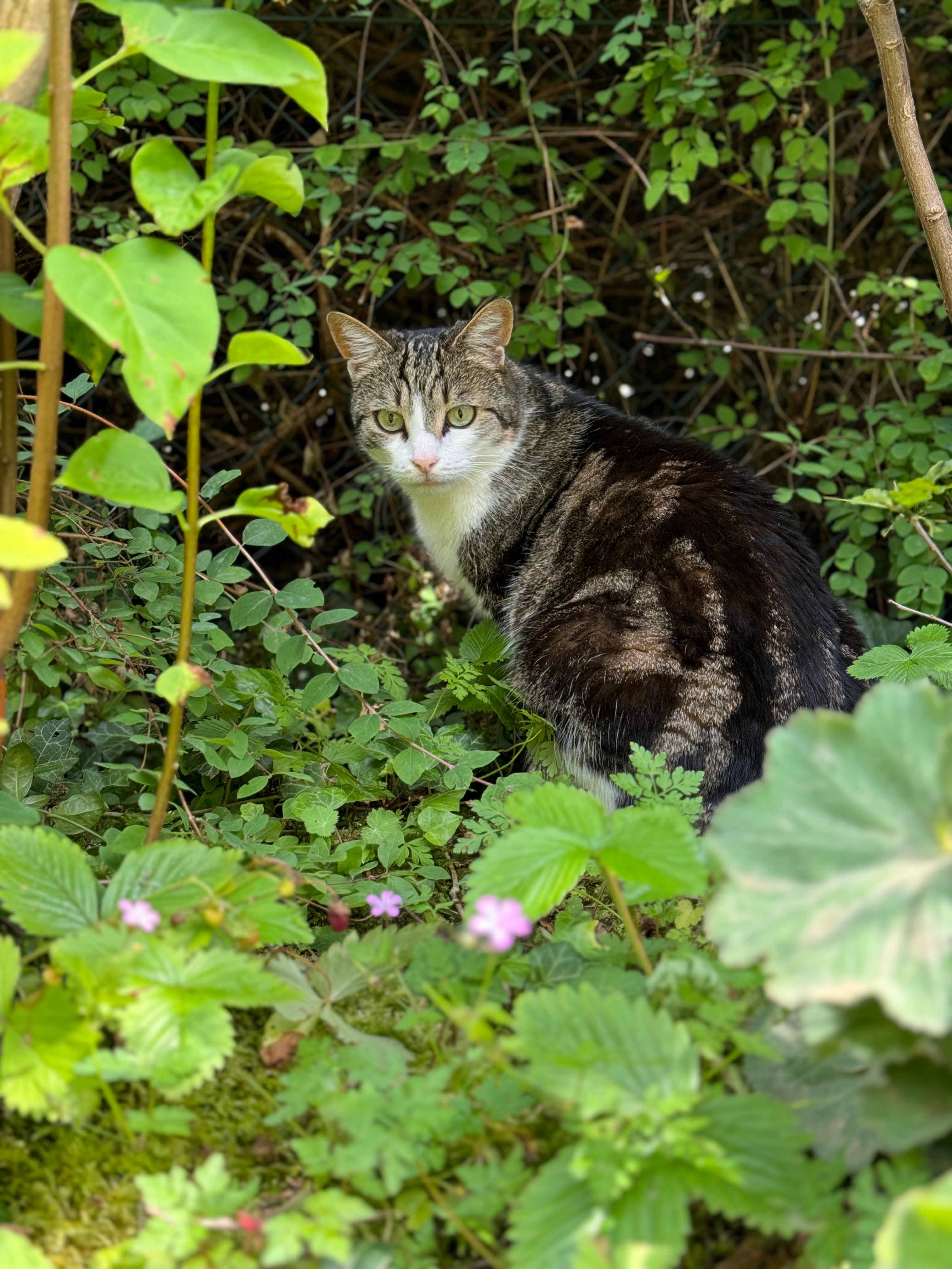 Tiffany - Luitpoldring, Vaterstetten