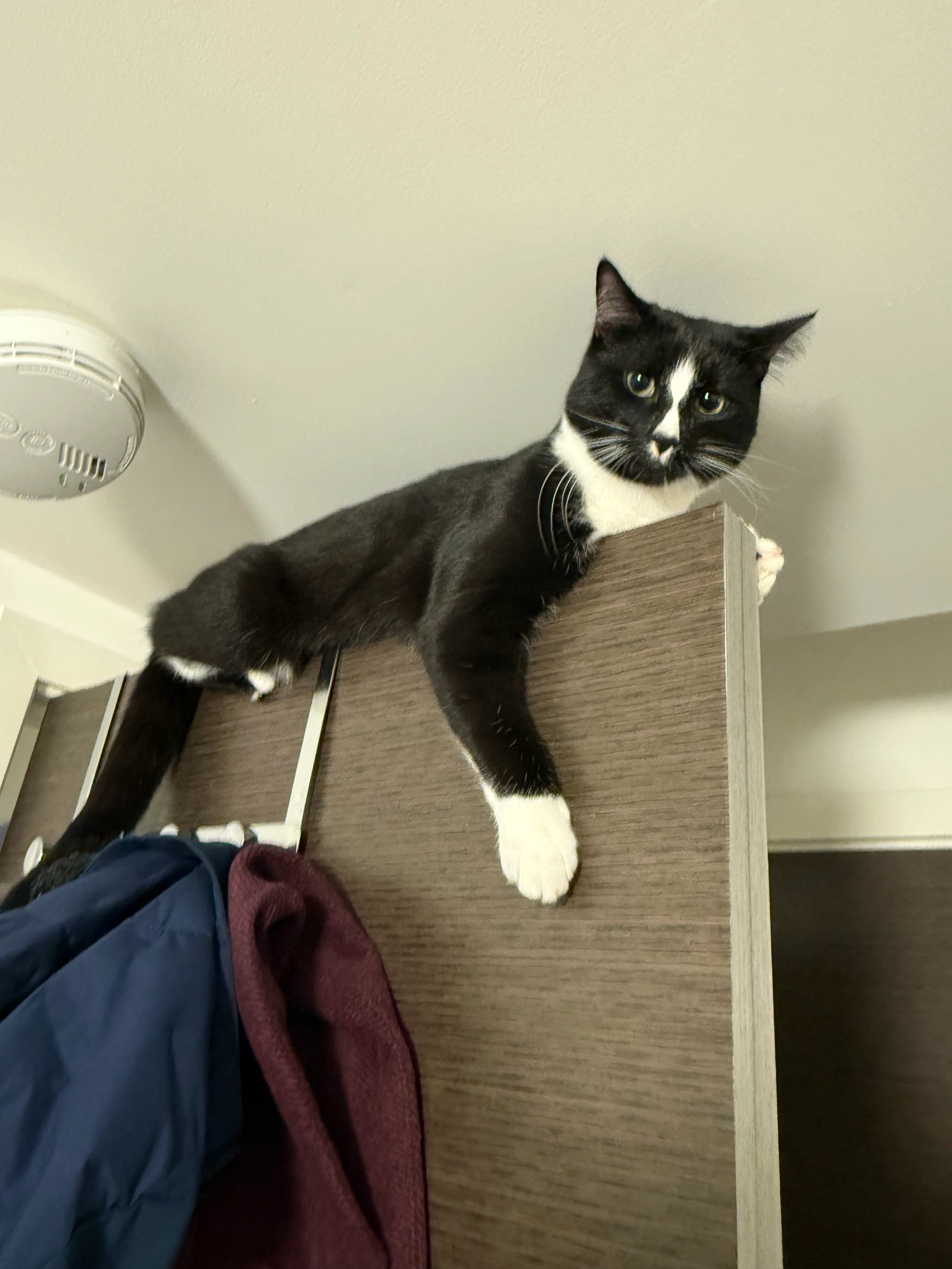 Luna - Wakehurst Mews, Horsham