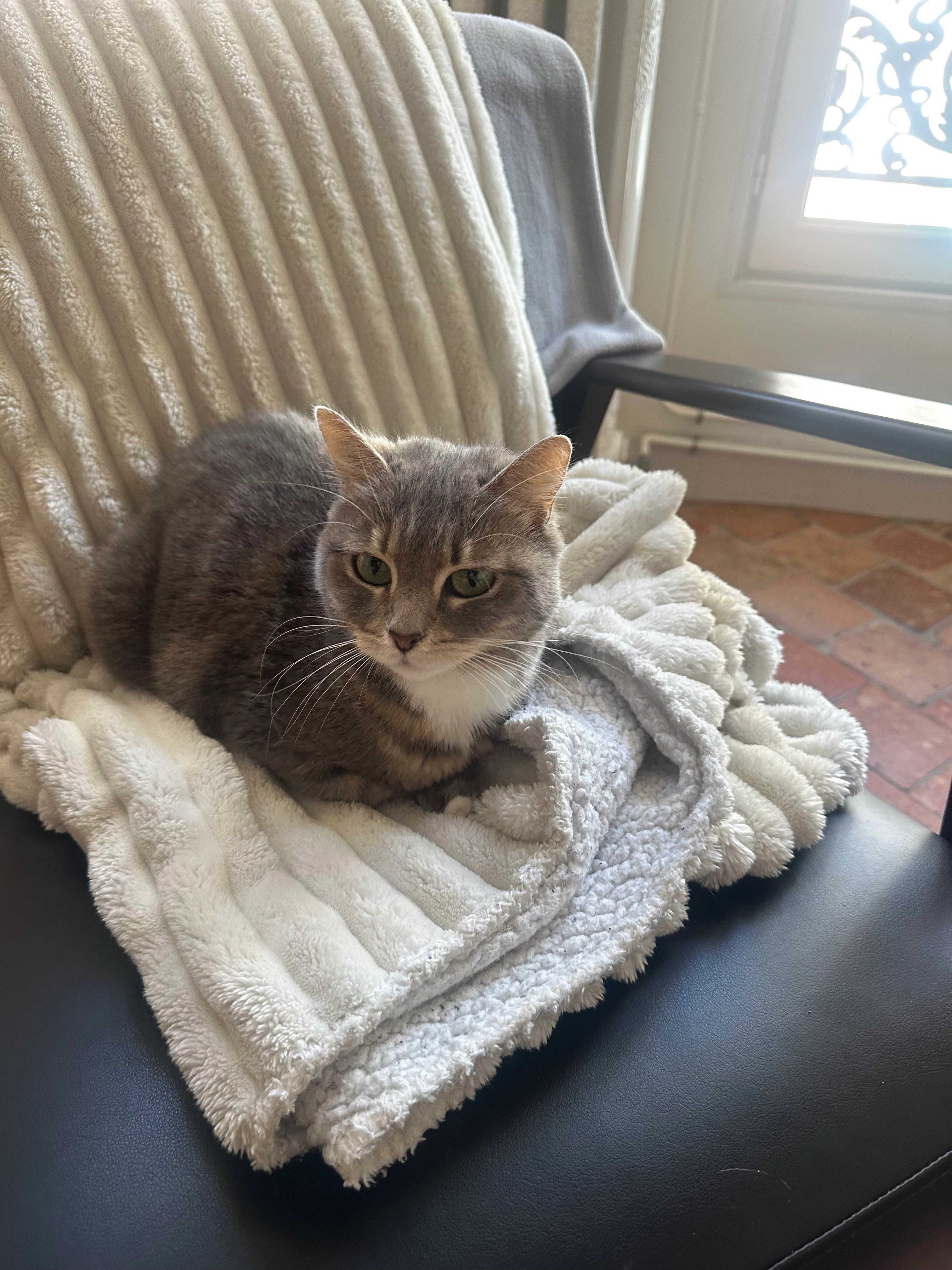 Olaf - 35 Rue Étienne Dolet, Orléans