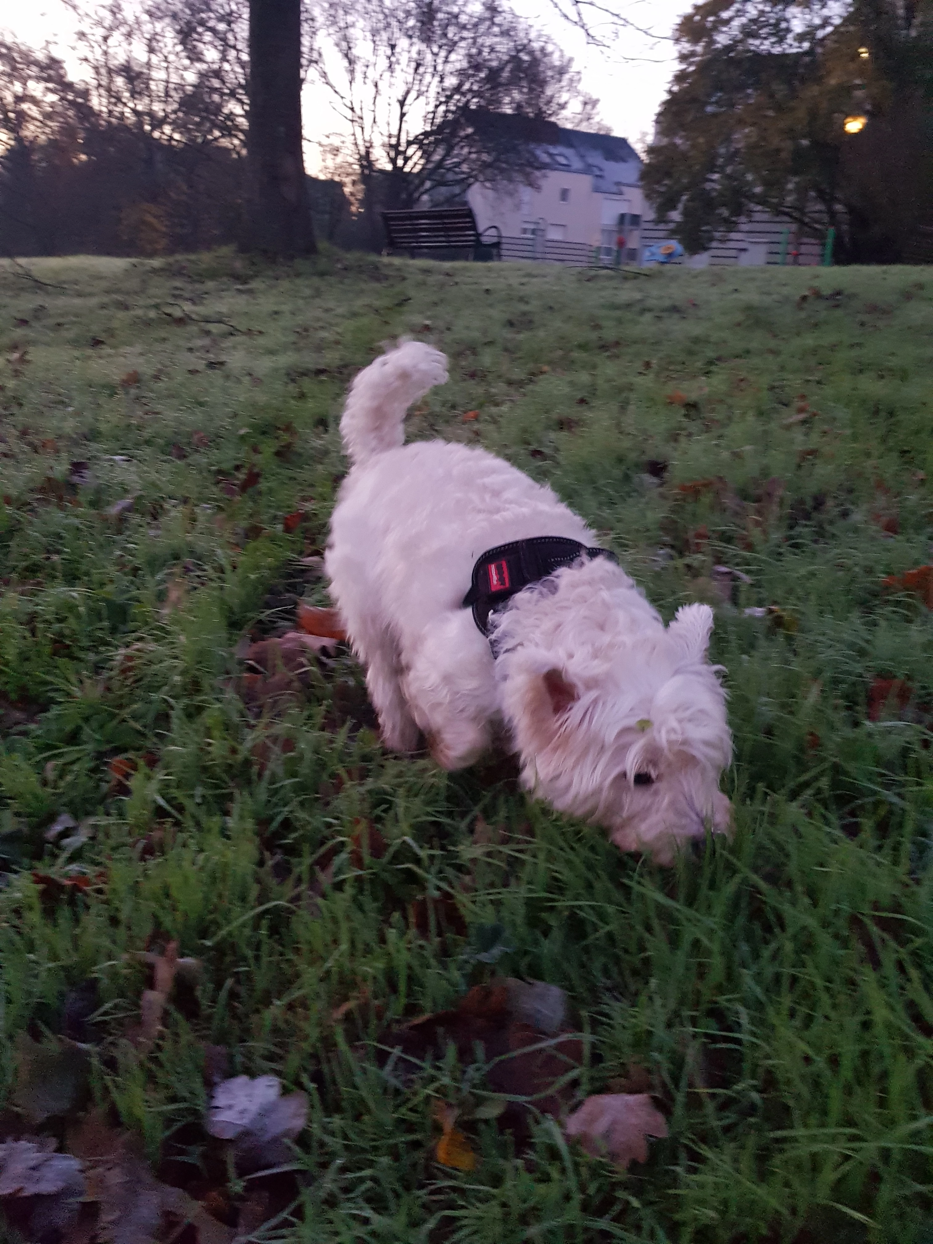 Poco - 35135, Chantepie