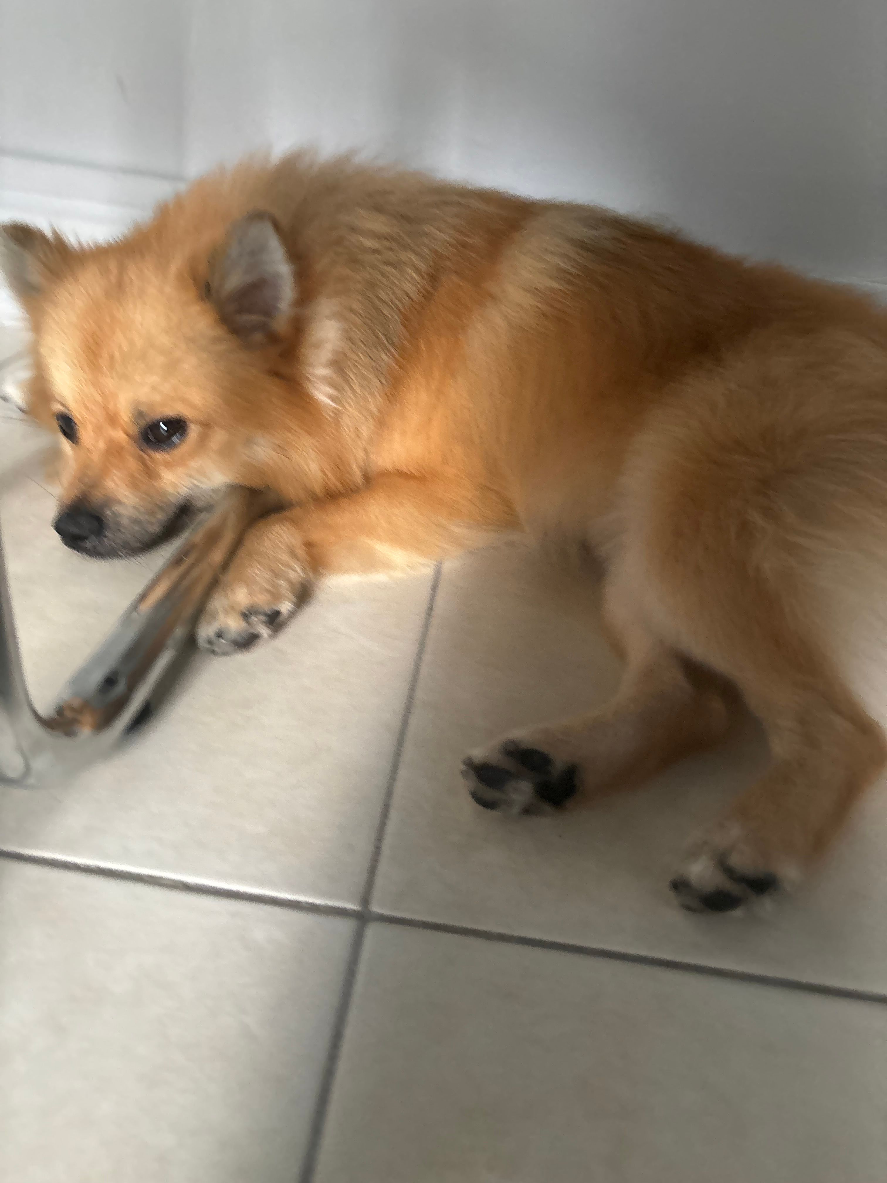 Denji  - 18 Rue de Verdun, Saint-Jory