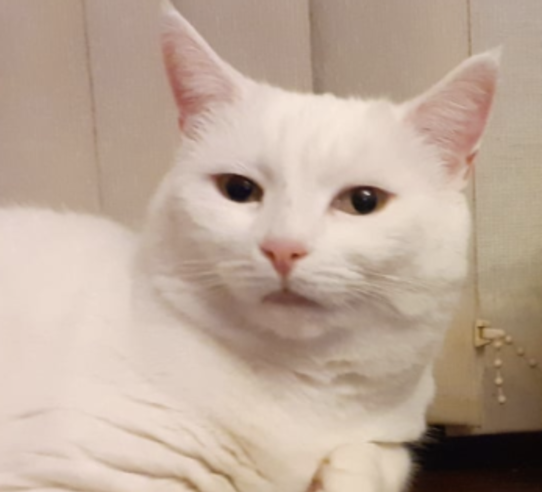 Kita - William Street, Lurgan