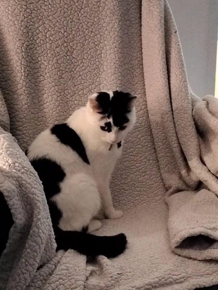 Freya  - Earl Street, Hawick