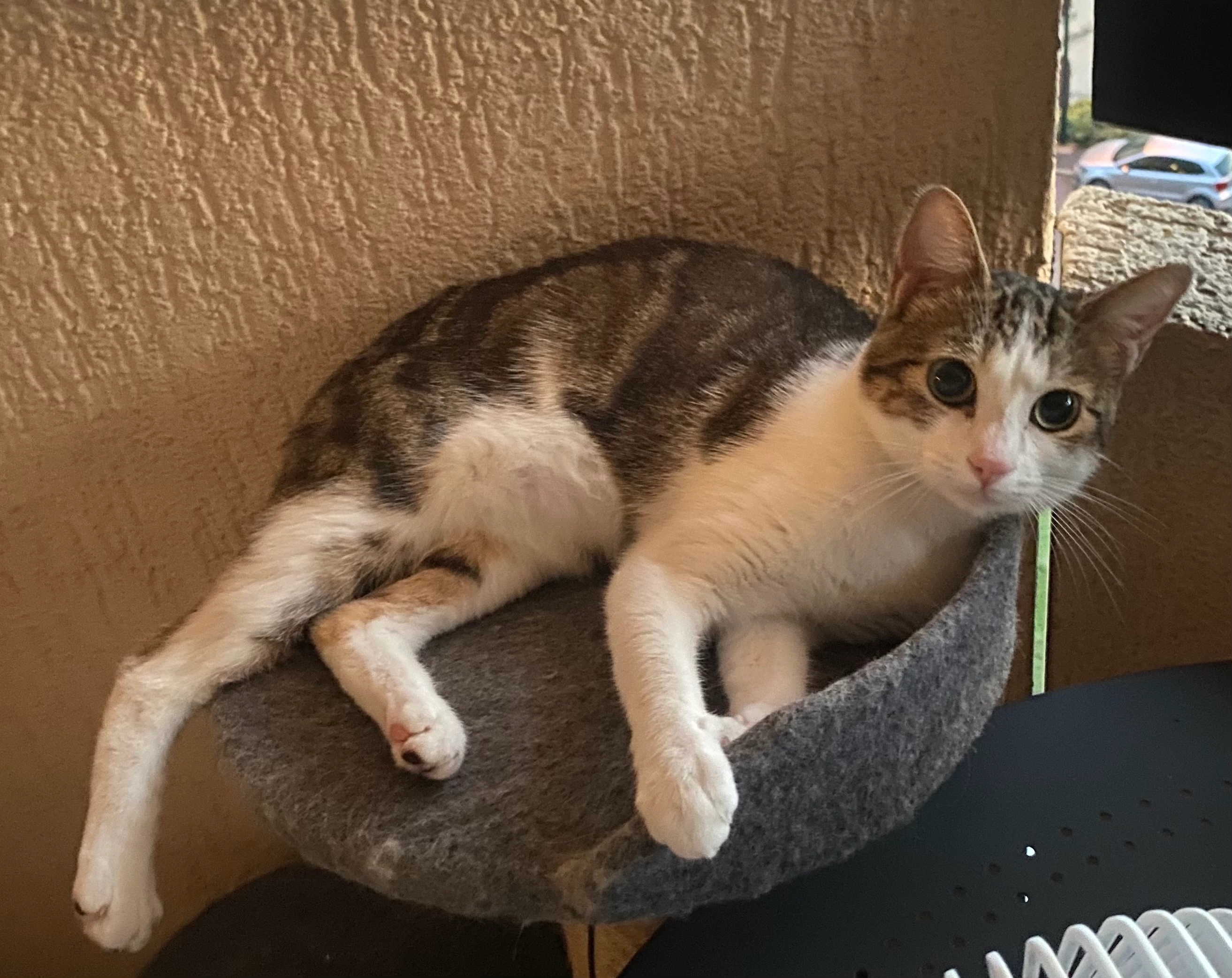 Fouko  - 4 Rue Lazare Carnot, Voiron