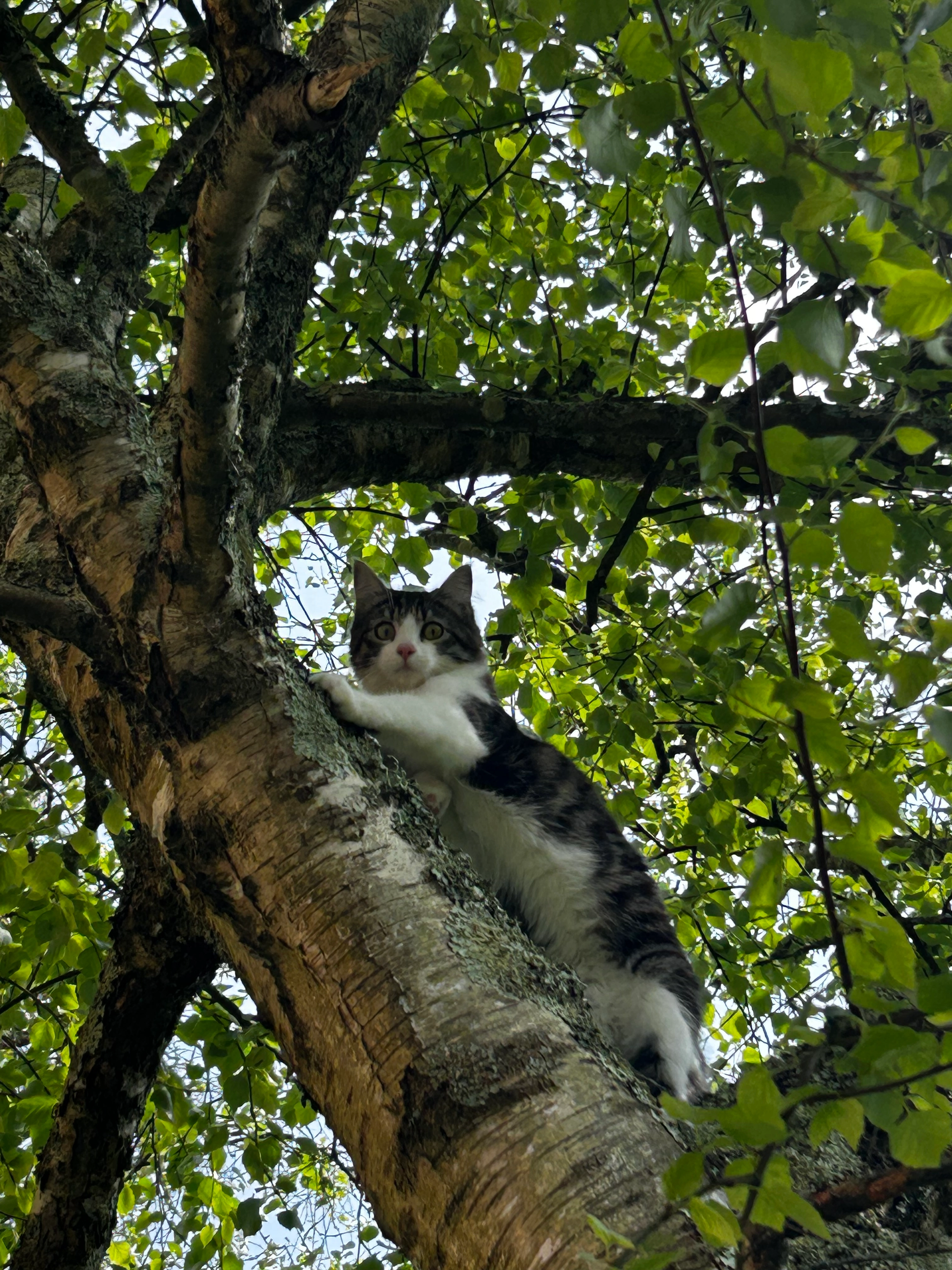 Vicky - Rue Dupuy De Lôme, Brest