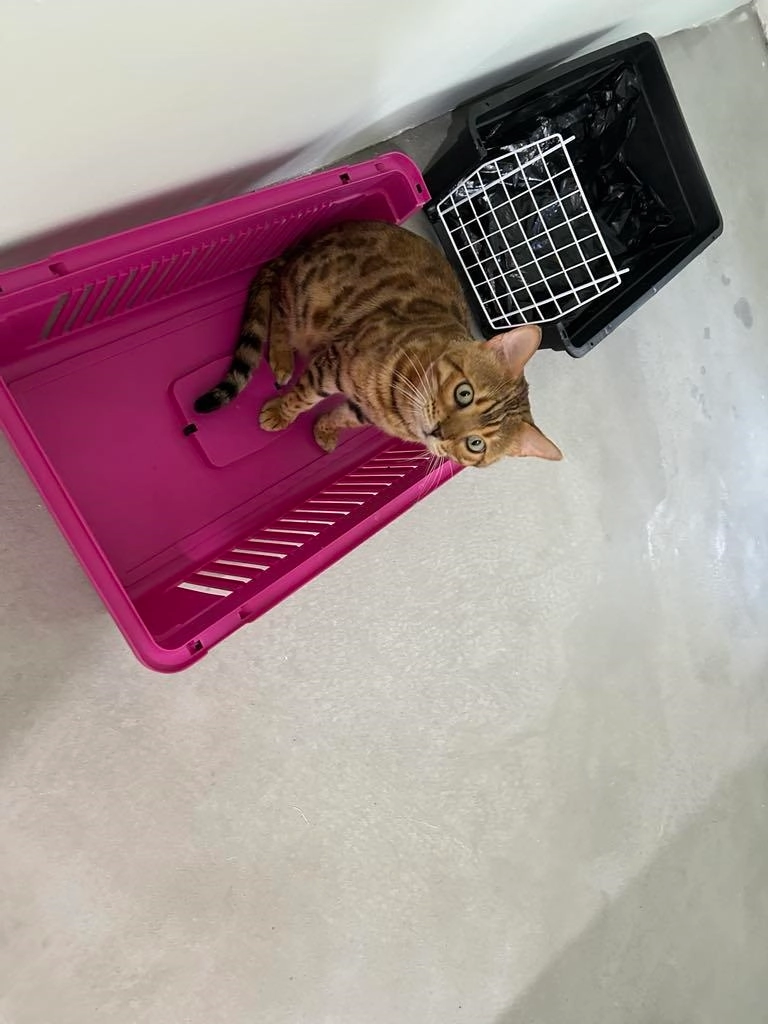 Linda Melody - улица Дунав, Хасково