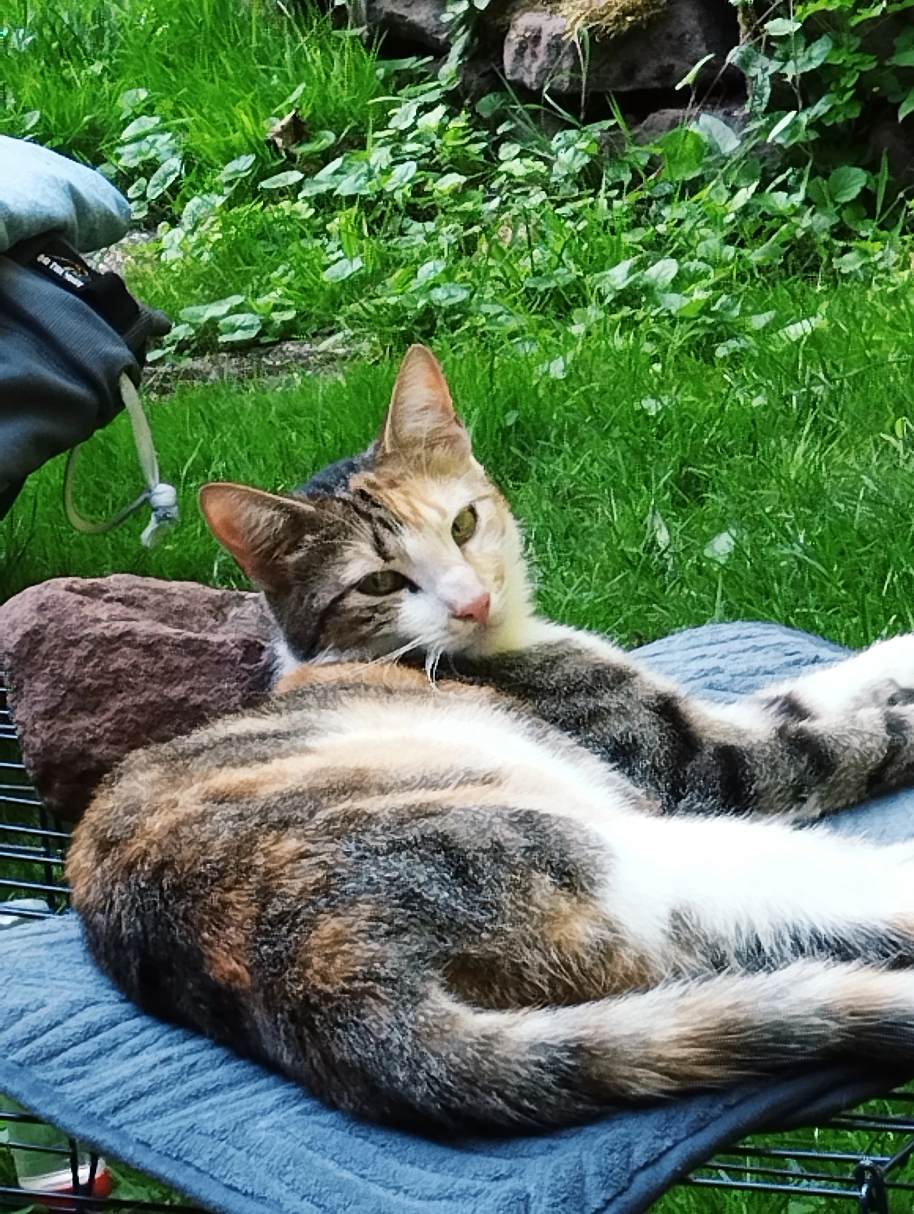 Kitty - Moulin de Champagne, Eckartswiller