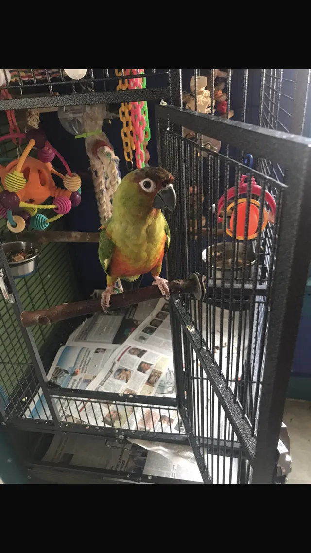 Polly - 206 Avenue E, Stafford