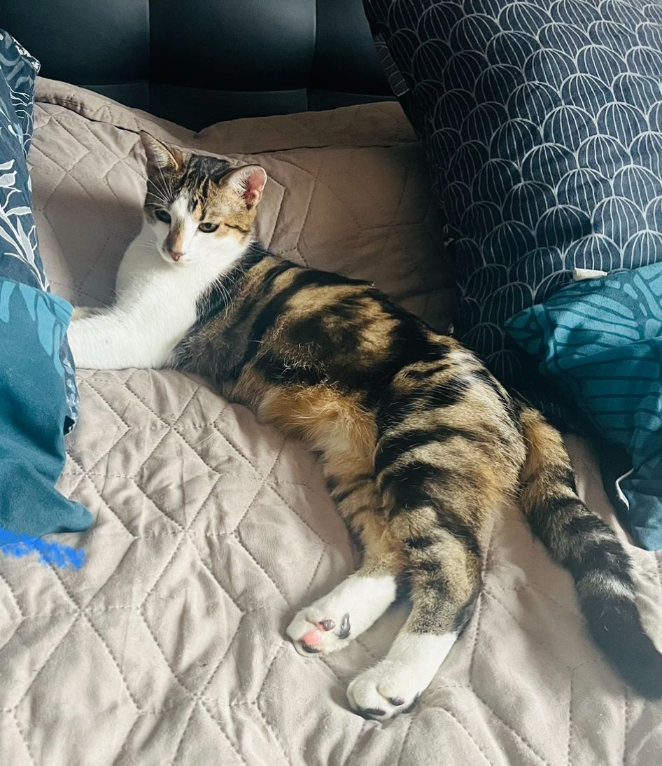 Bandit - Le Cloteau, Cormes