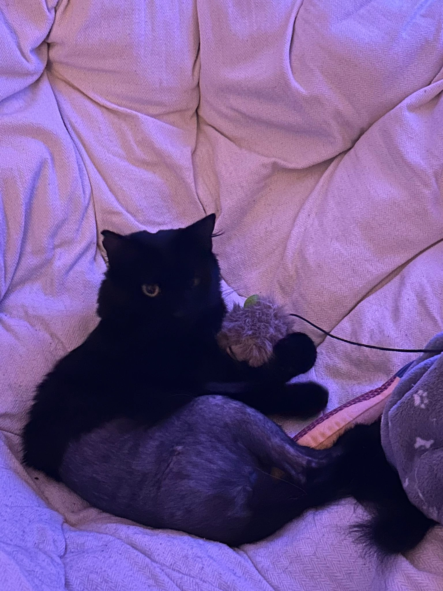 Binouze - Rue de la Bergerie, Venelles