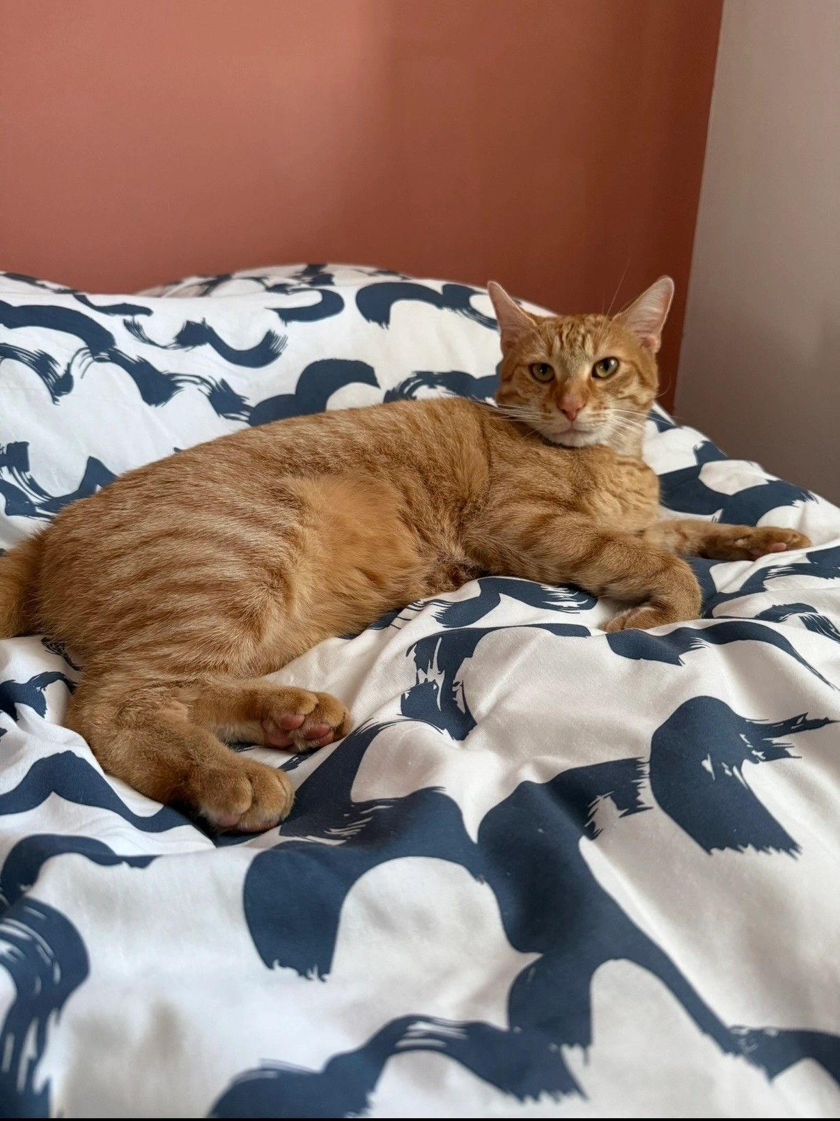 oscar - Rue Des Fauvettes, Rombas