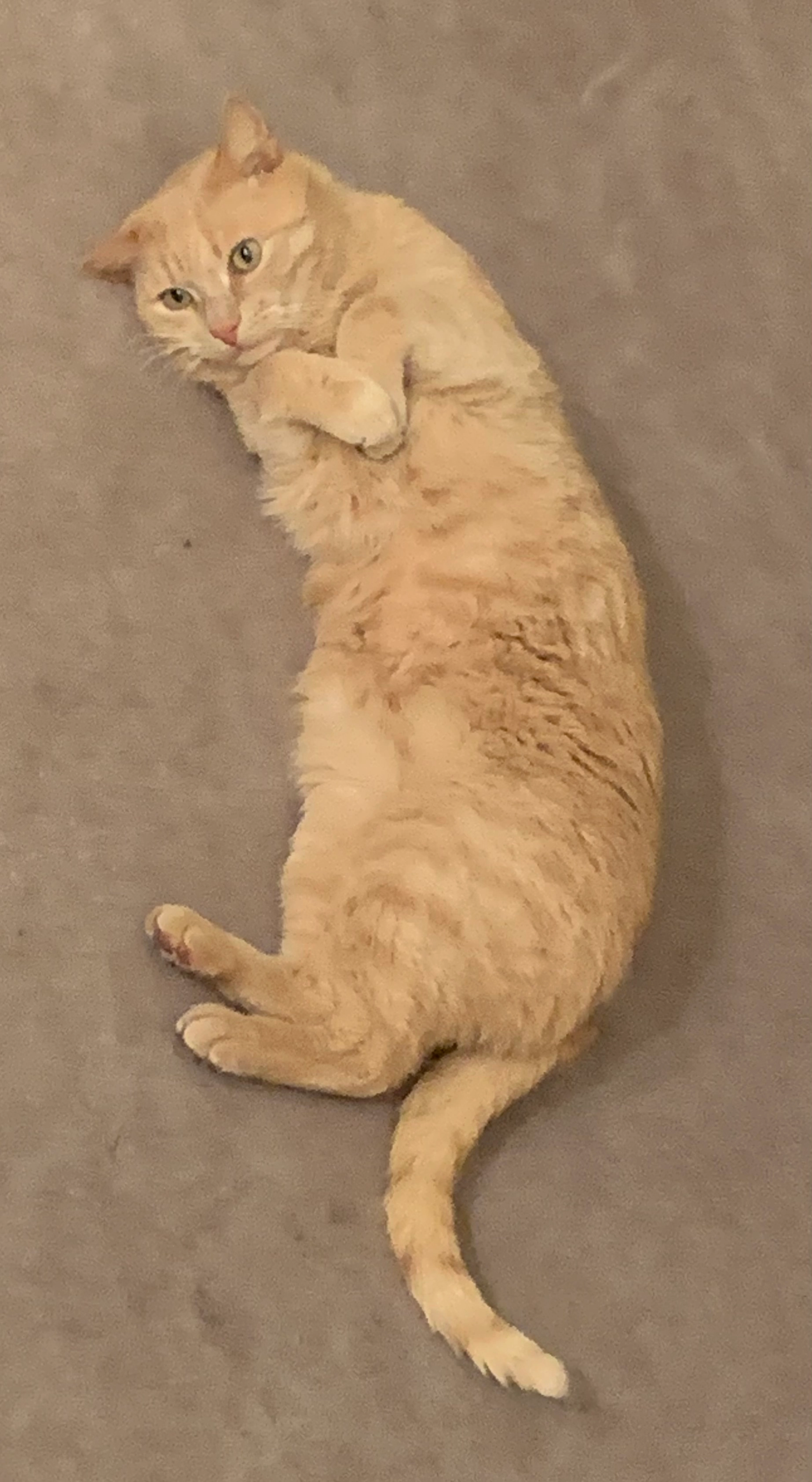 Rollon - Sentier De Frocourt, Menneval