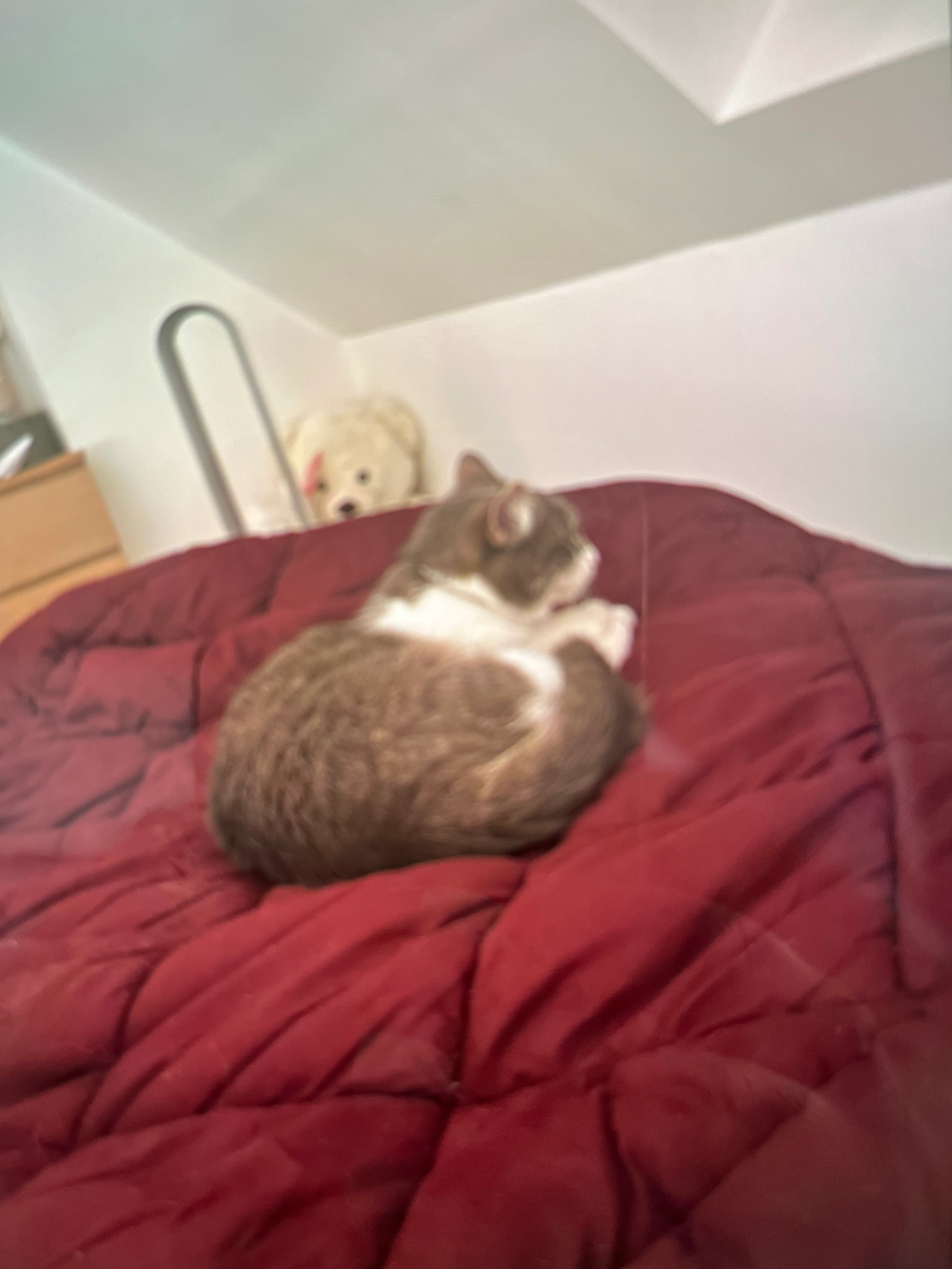 Ratatouille - Clos Saint-Cyr, Vaucelles