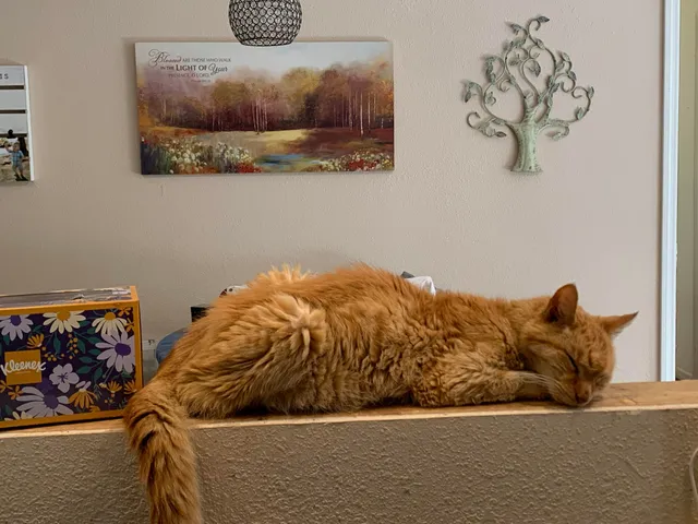 Missing Cat - Atomic Road, North Augusta