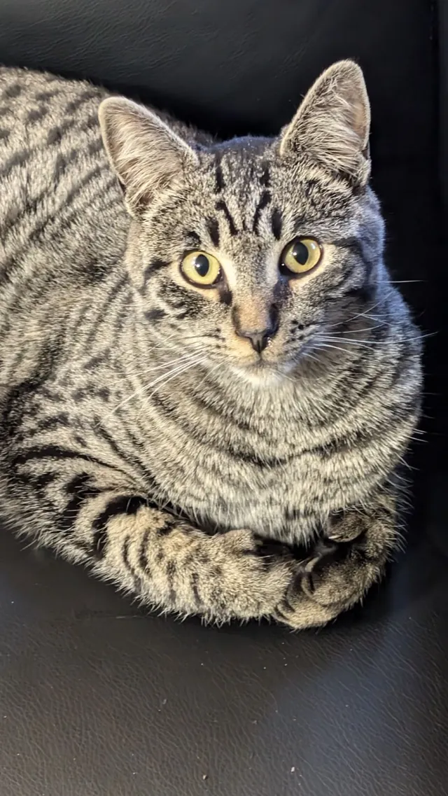 Baby Kitty  - West 20th Avenue, Airway Heights