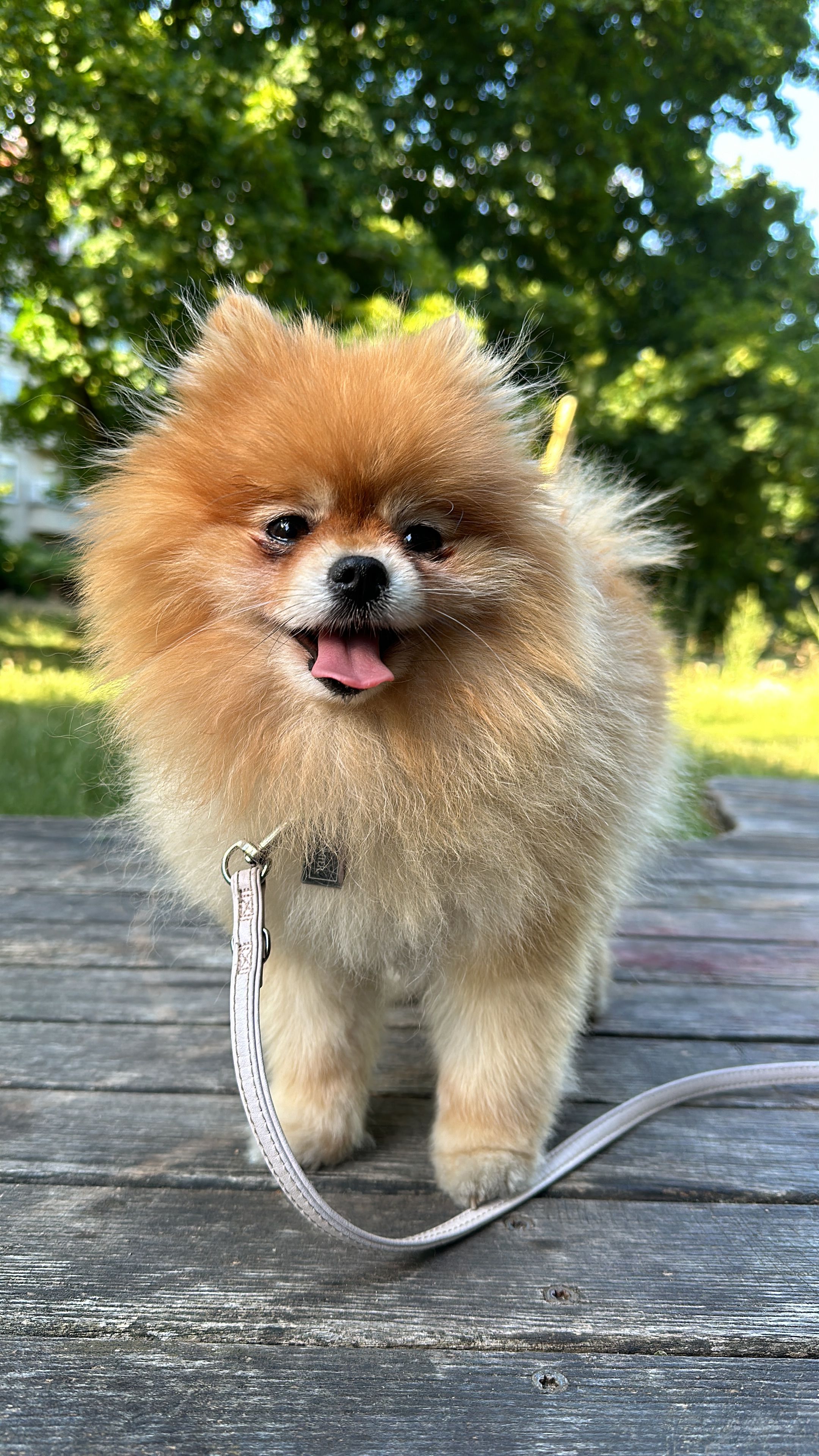 Abby - Drewitzer Straße 14, Potsdam