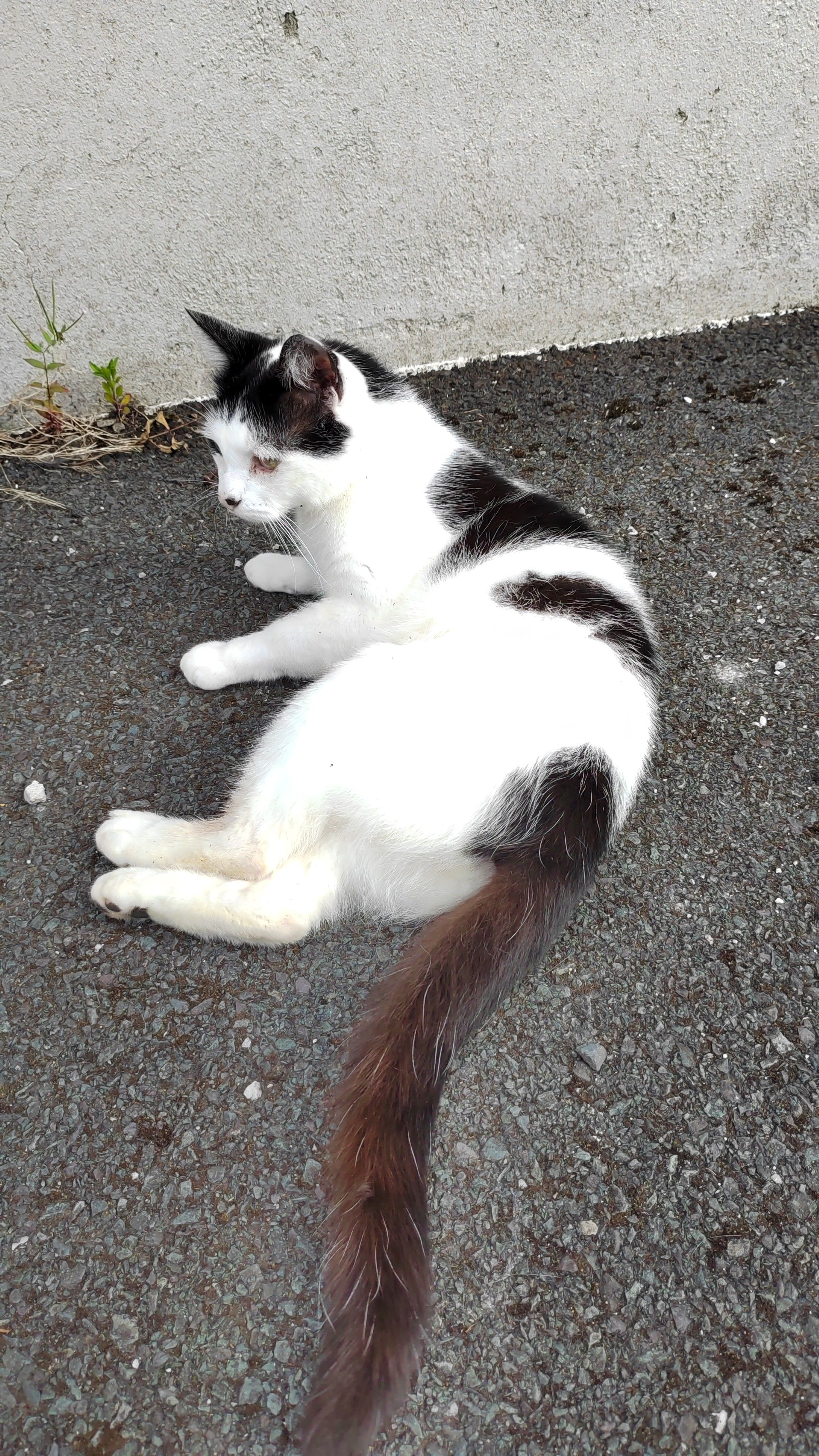 Didi - Murrough's Hill, Cork