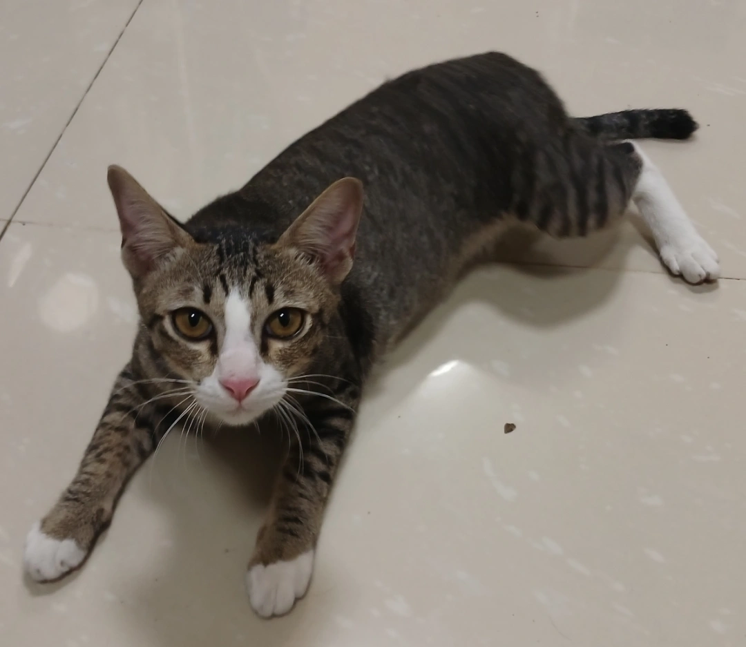 Meow Meow - ซอยหมู่บ้านอิงลดา, ตำบลลาดสวาย