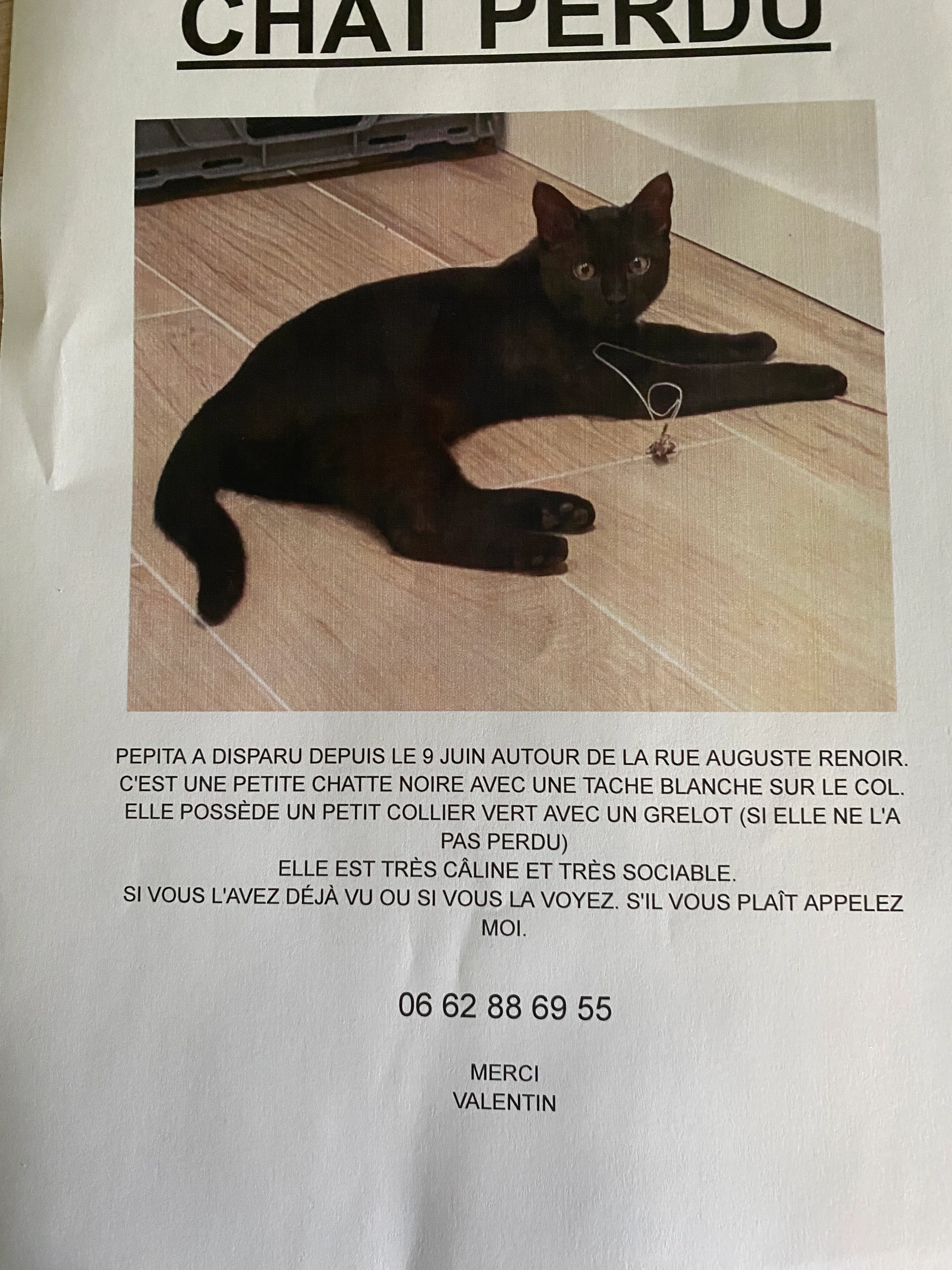 Chat noir Pepita collier vert  - Rue Auguste Renoir, Pierrelatte