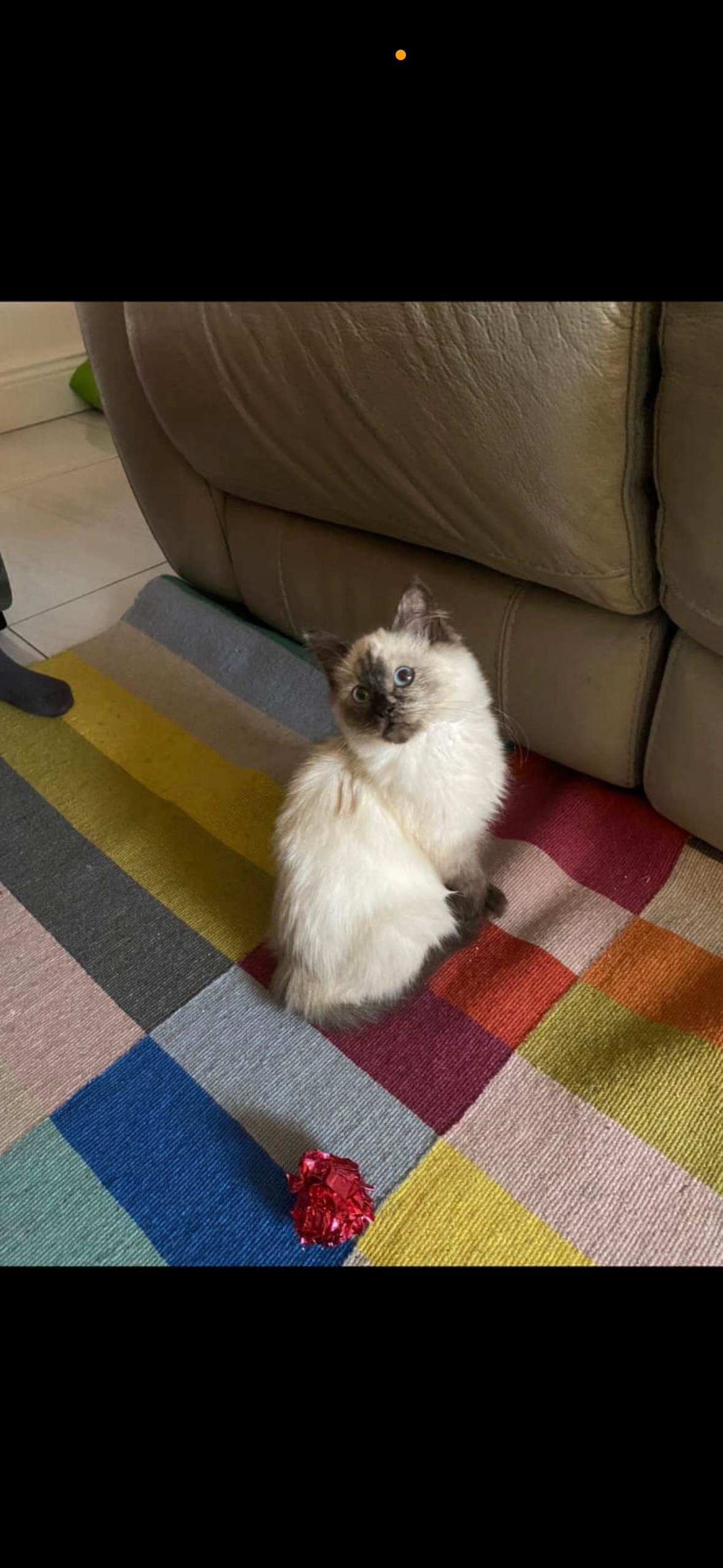 Socks  - Brookville, Drogheda