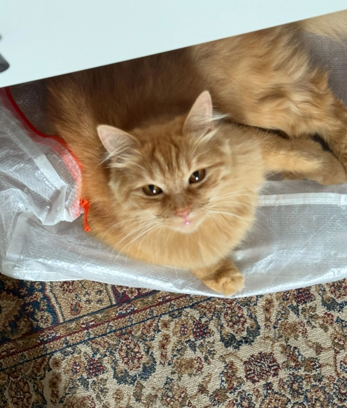 Meschmescha - Staartmolen, Vianen