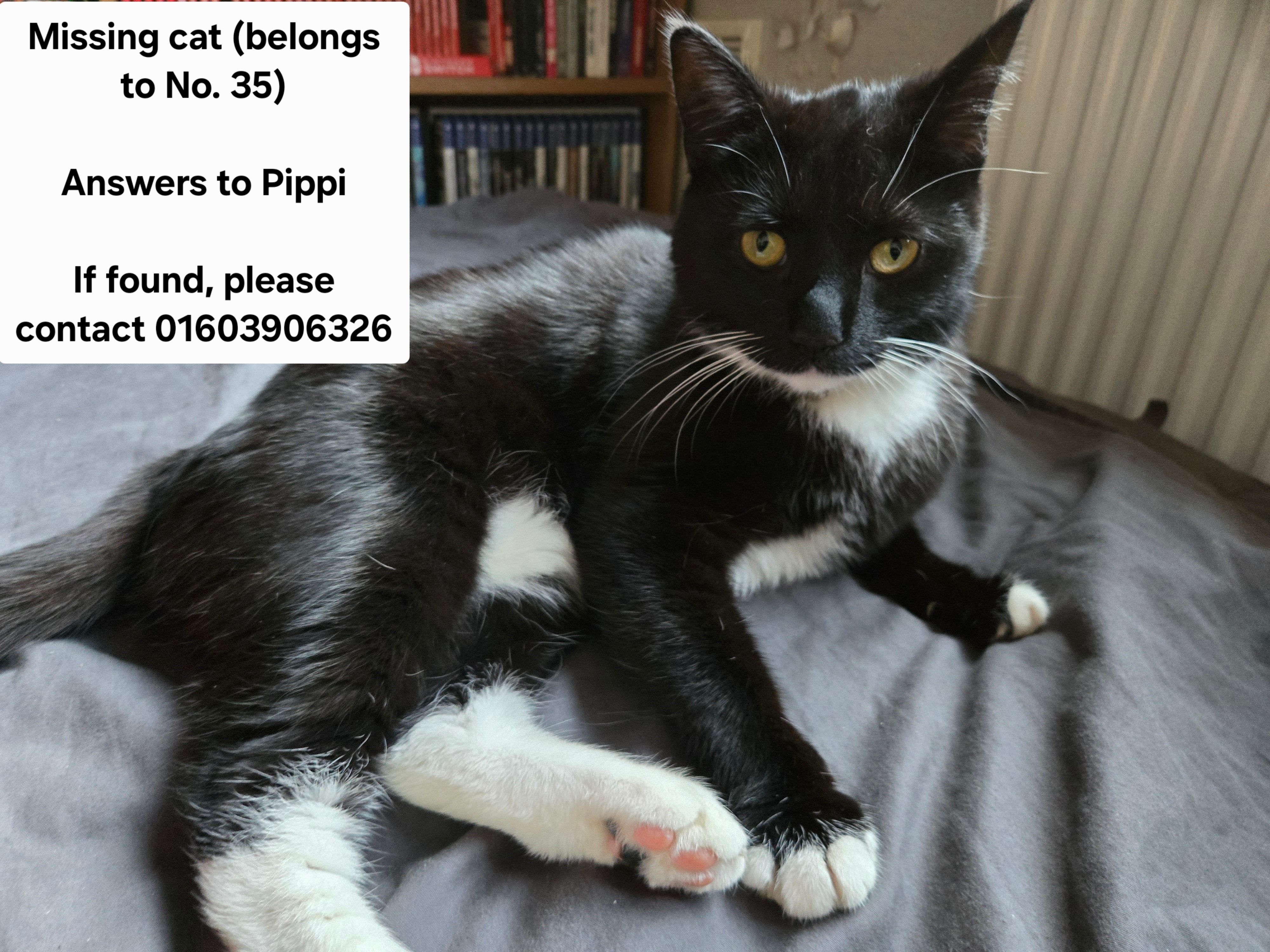 Pippi - Toftes Place, Norwich