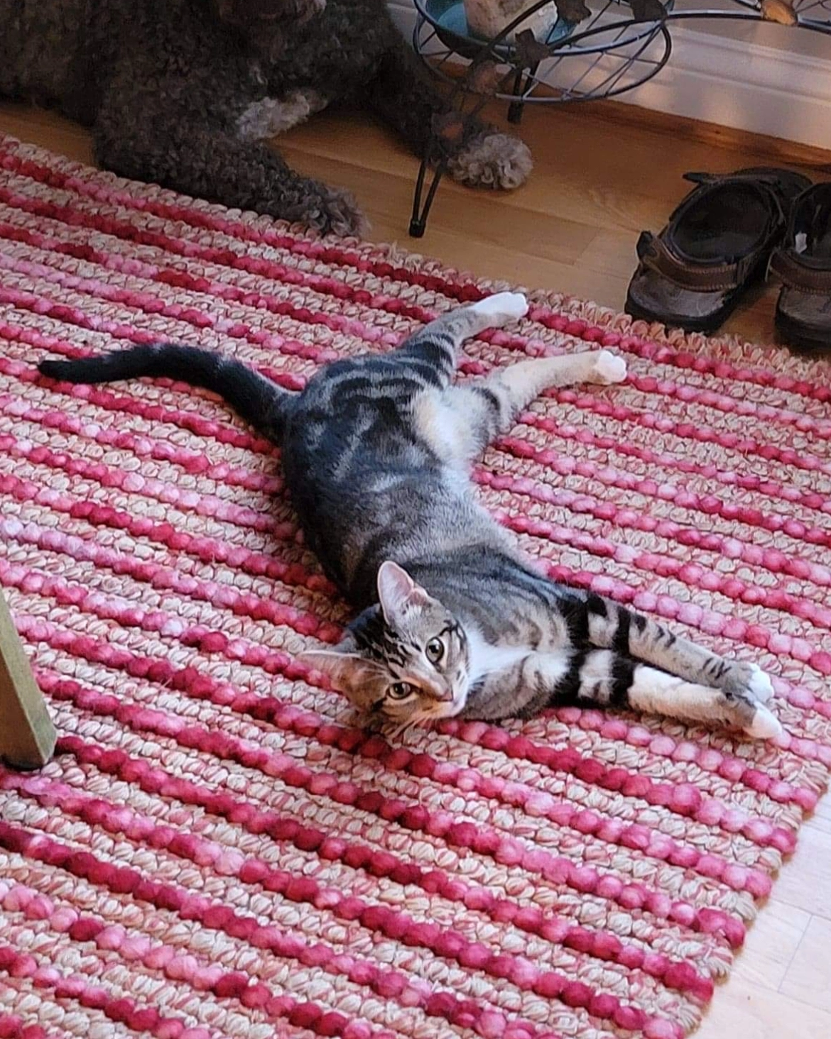 Shelby - Avenida De Las Madres De Mayo, Fuenlabrada