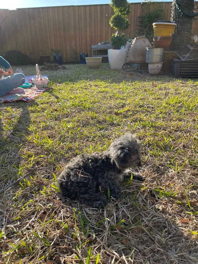 Lily  - 1104 E Berkeley Dr, Richardson