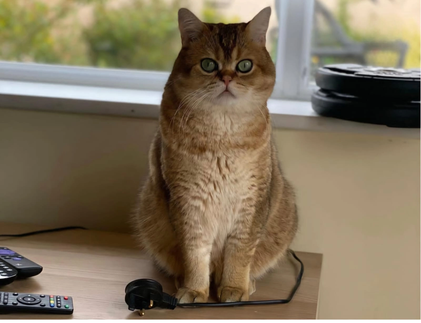 Pegasus - Pastures Way, Northampton