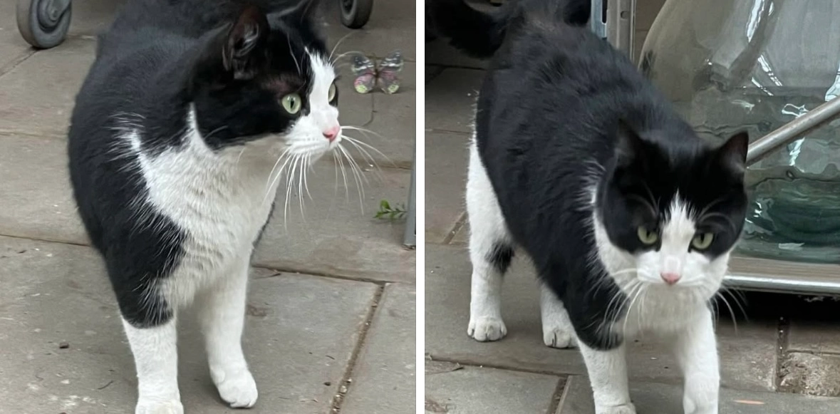 Lola  - Landweerweg, Limburg