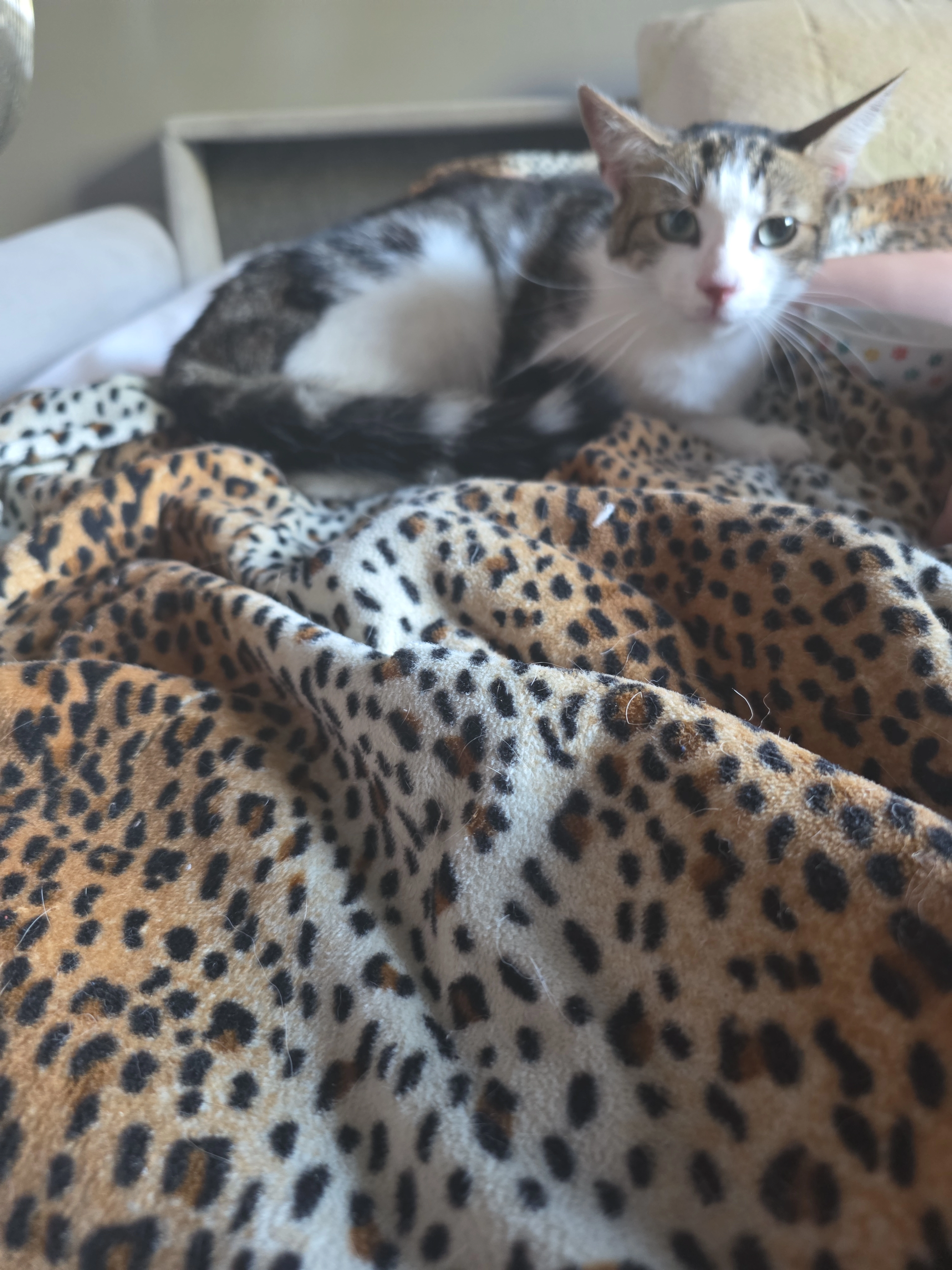 Pinpin - 30 Avenue du Président Auriol, Montluçon