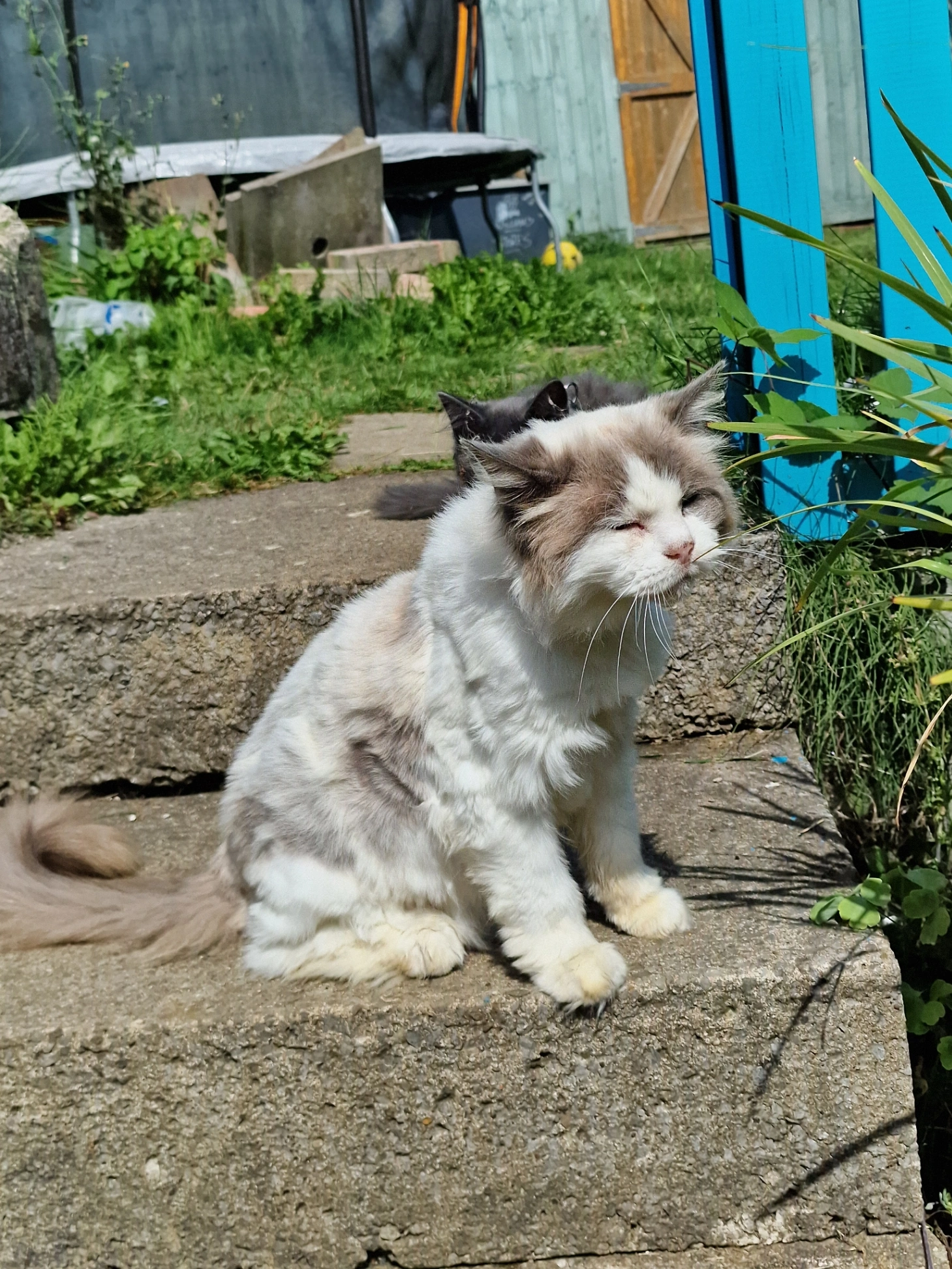 Lilly - Queens Drive, Llantwit Fardre