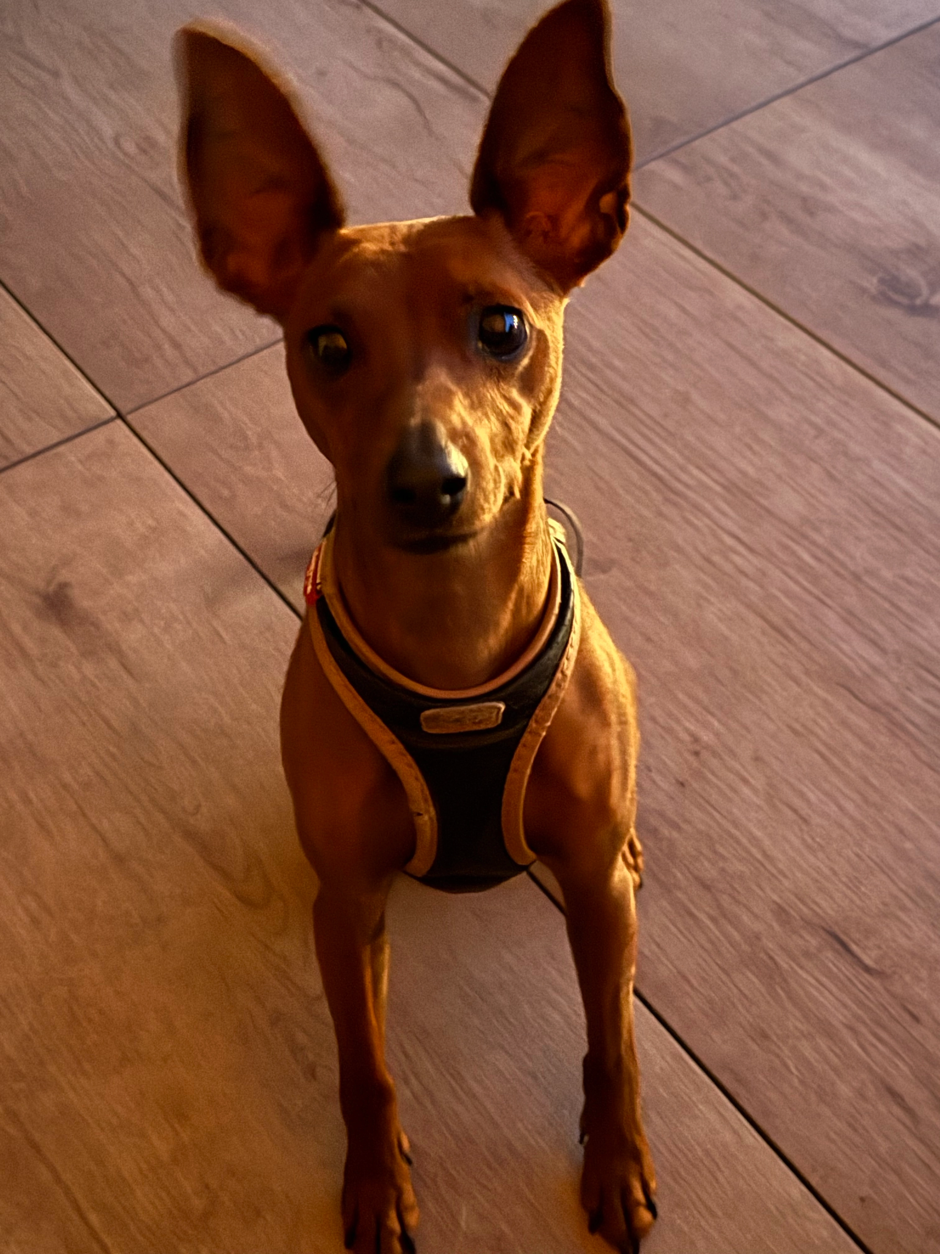 Magnum - 15 Domaine des Ormilles, Bertrange