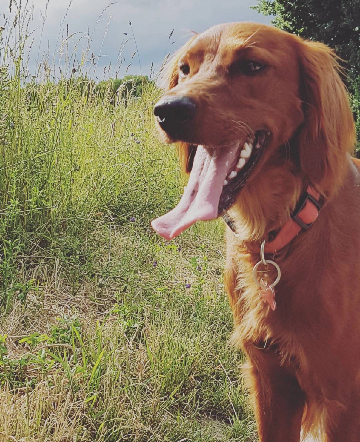 Bella - Laube, Mühlhausen