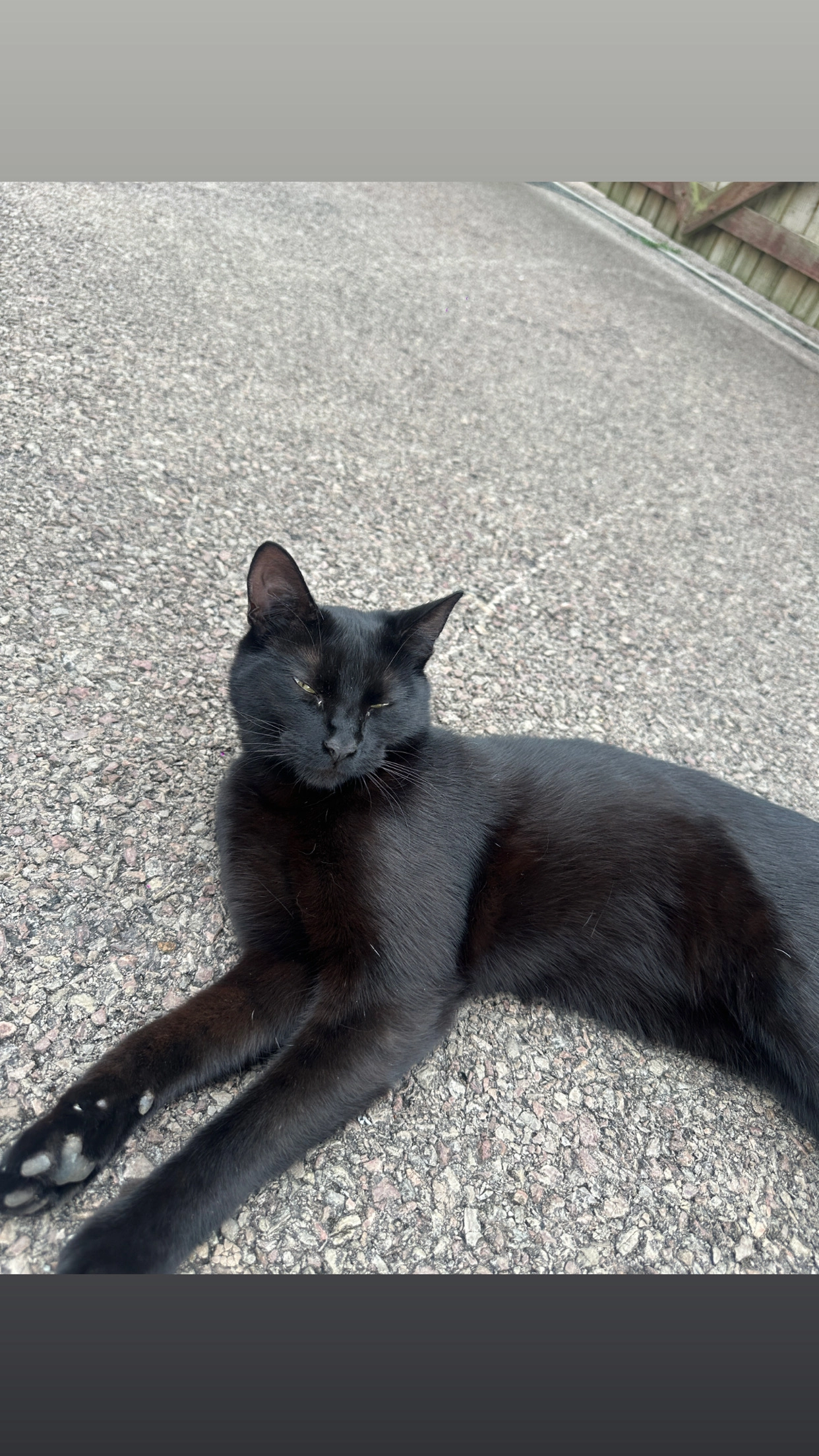 Meeko  - GL519TF, Cheltenham