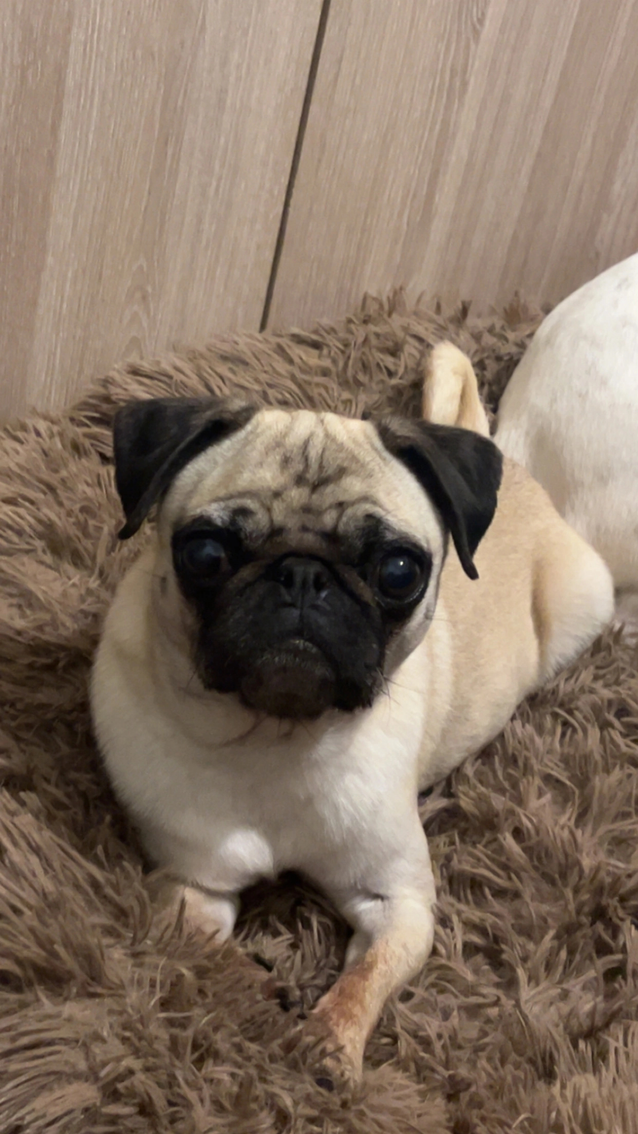 Olly  - 16 Rue des Pommerets, Longvic