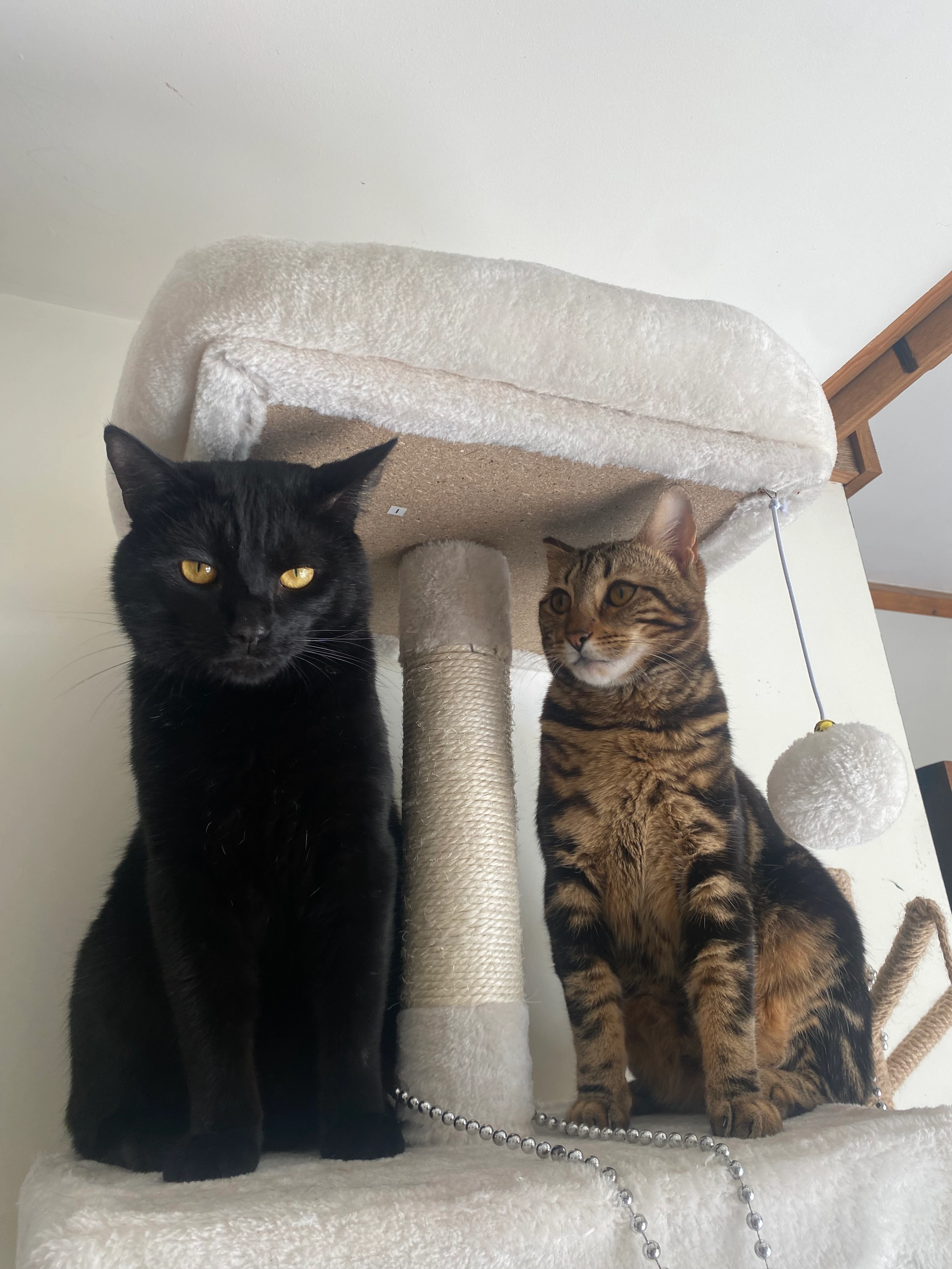 Zorro - Oving Road, Aylesbury