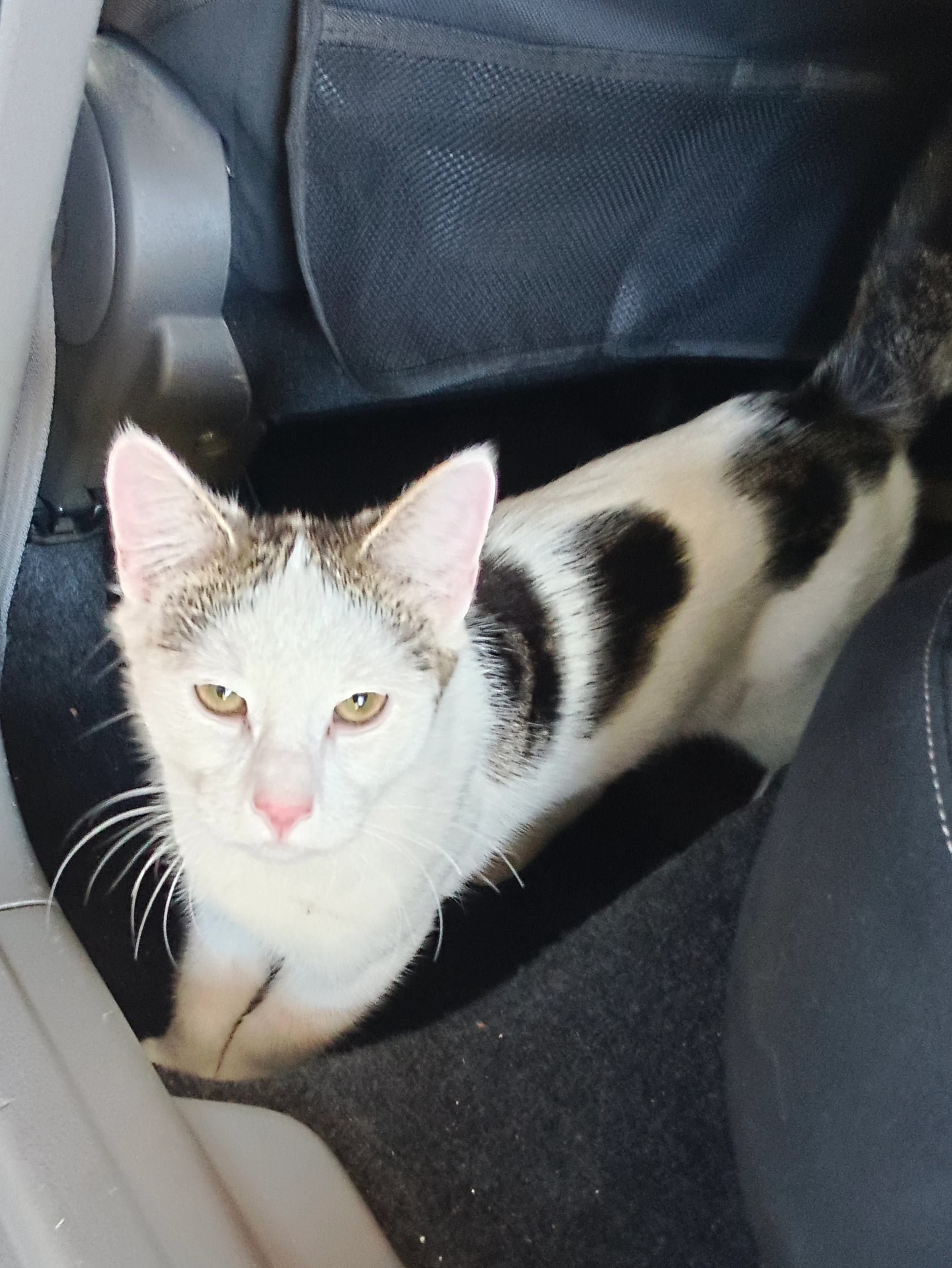 Charly  - Karl-Heinrich-Waggerl-Gasse 11, Wagna