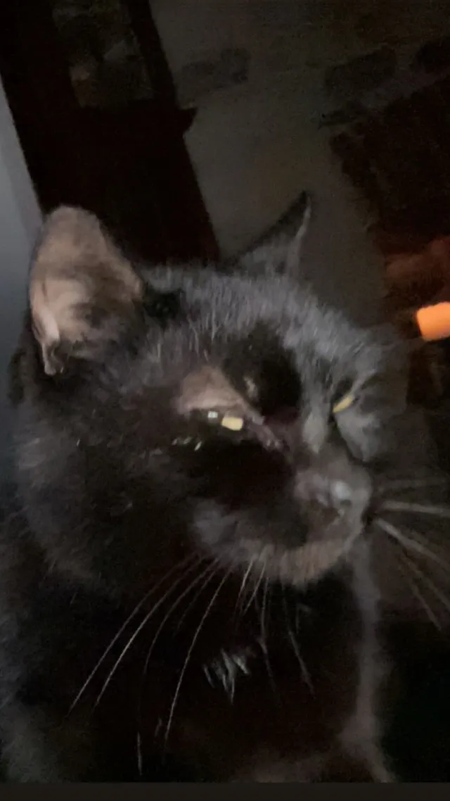 black cat  - Found West Ashton village , Trowbridge