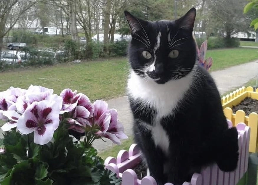 Kasimir - Vogelsangstraße, Schleiden