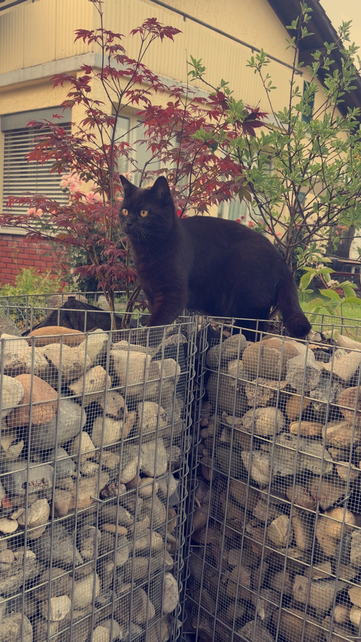 Tiger  - Im Fahrthag 9, Rupperswil