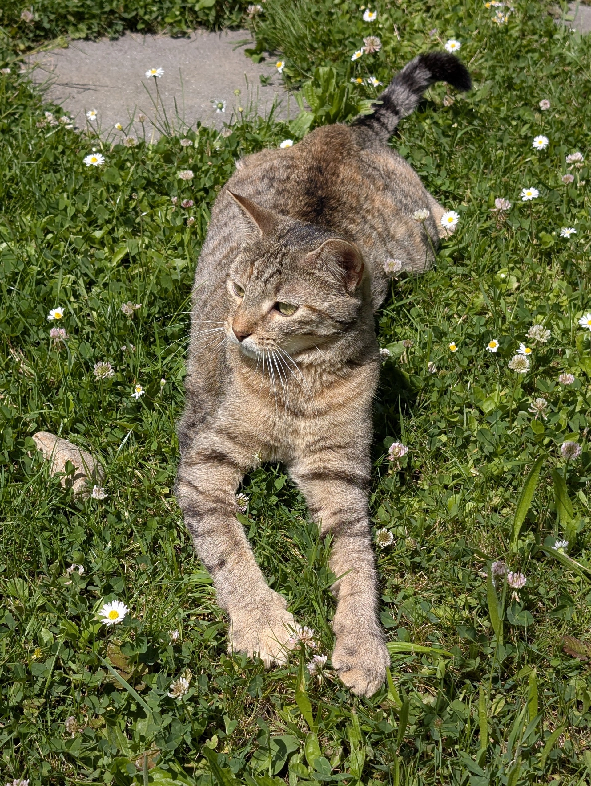 Lucy - Feldstrasse 24, Bülach