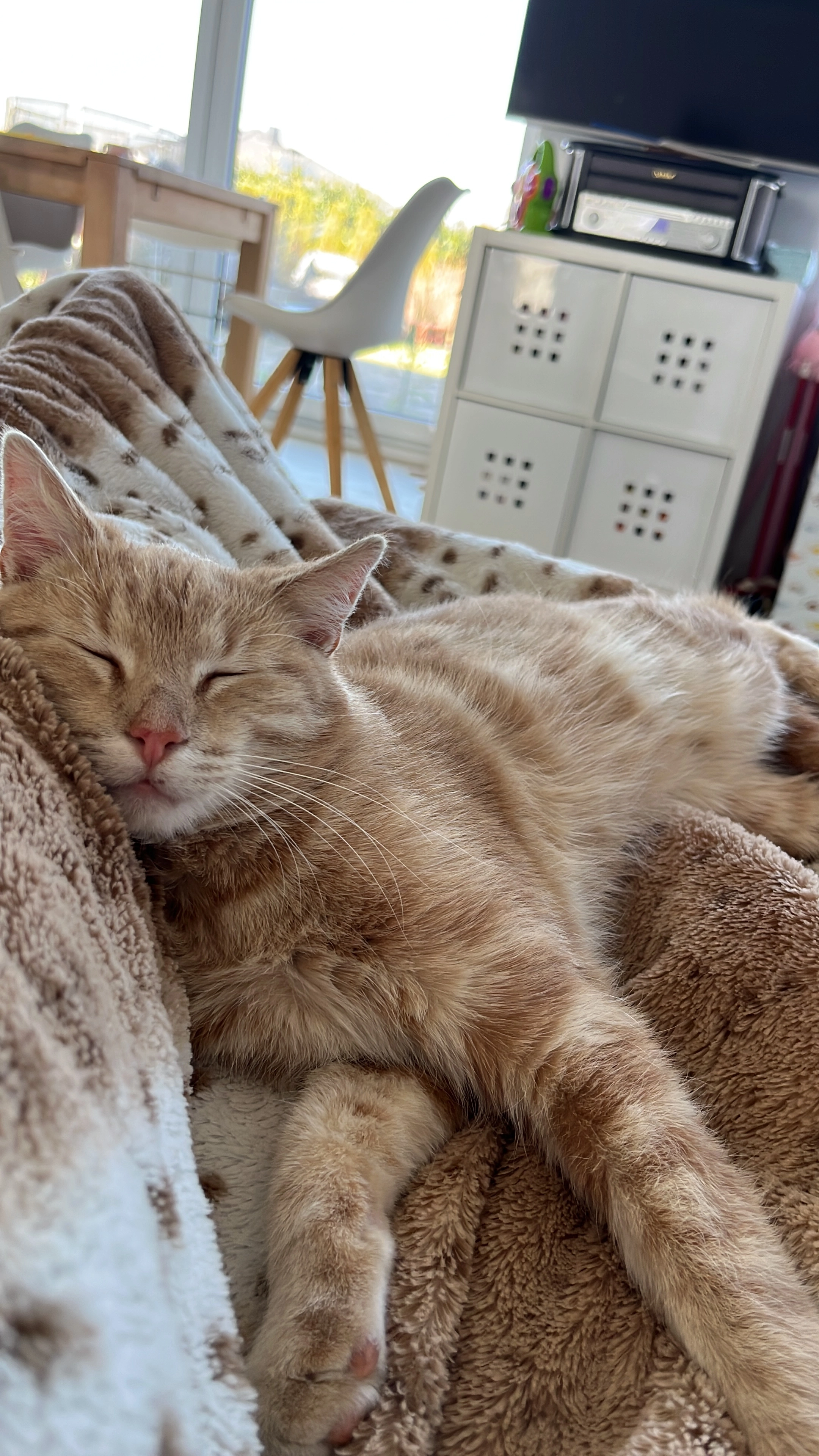 Mio - Bördering, Hohe Börde