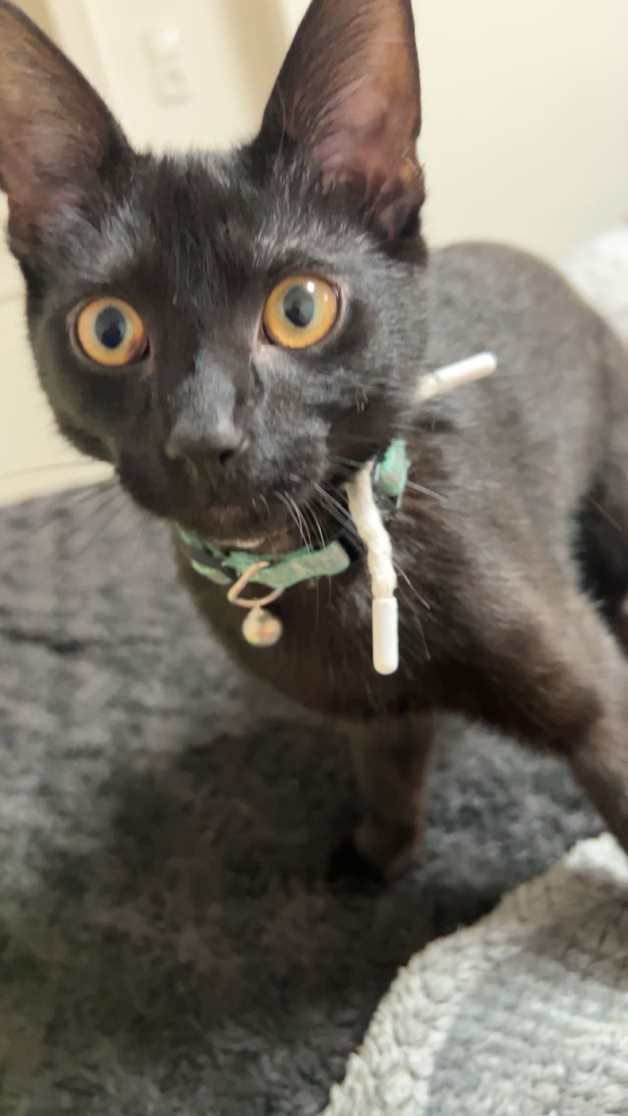 Malik - Neue Straße, Schaafheim