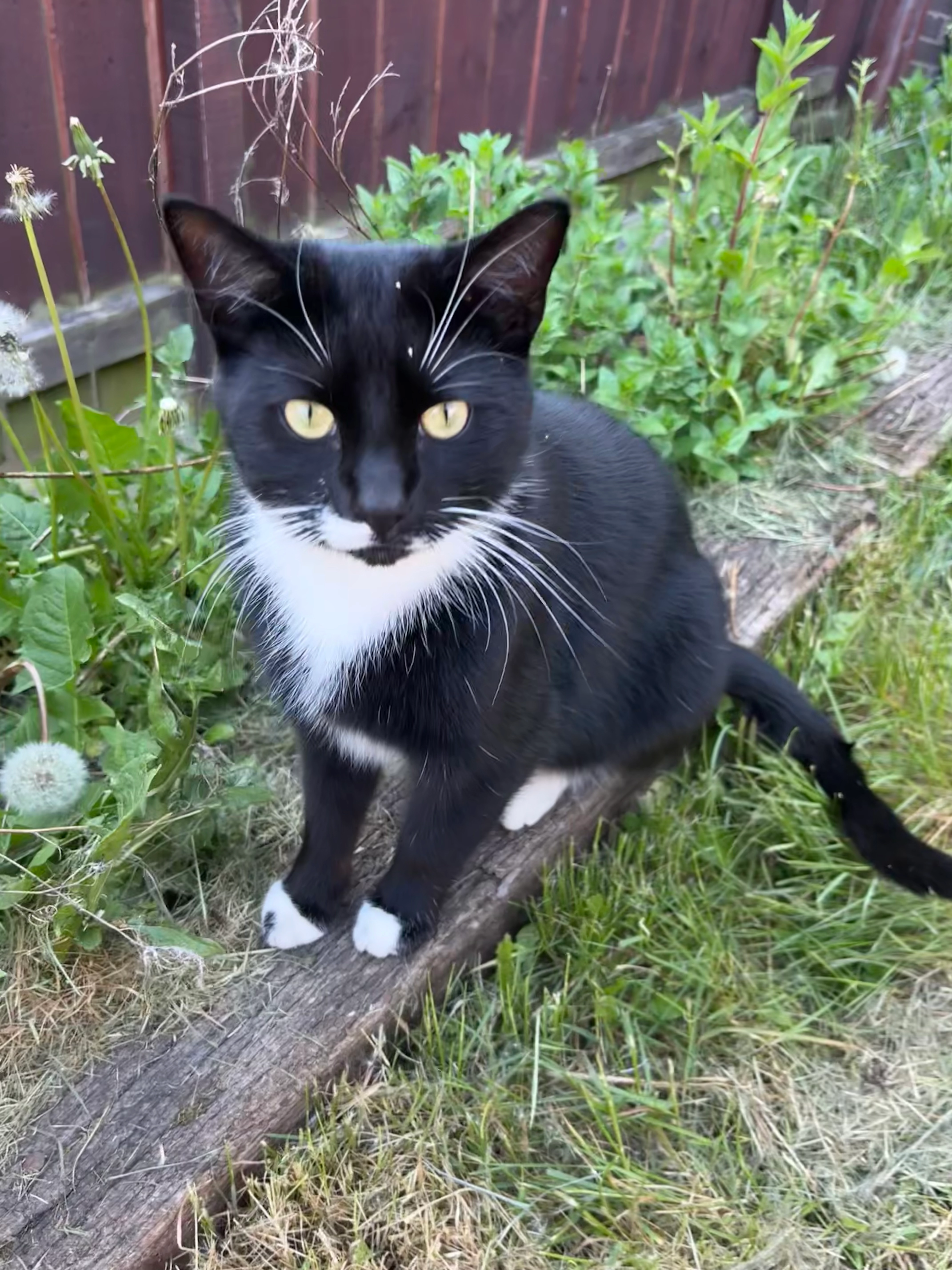 Frank - Glandwr, Newtown