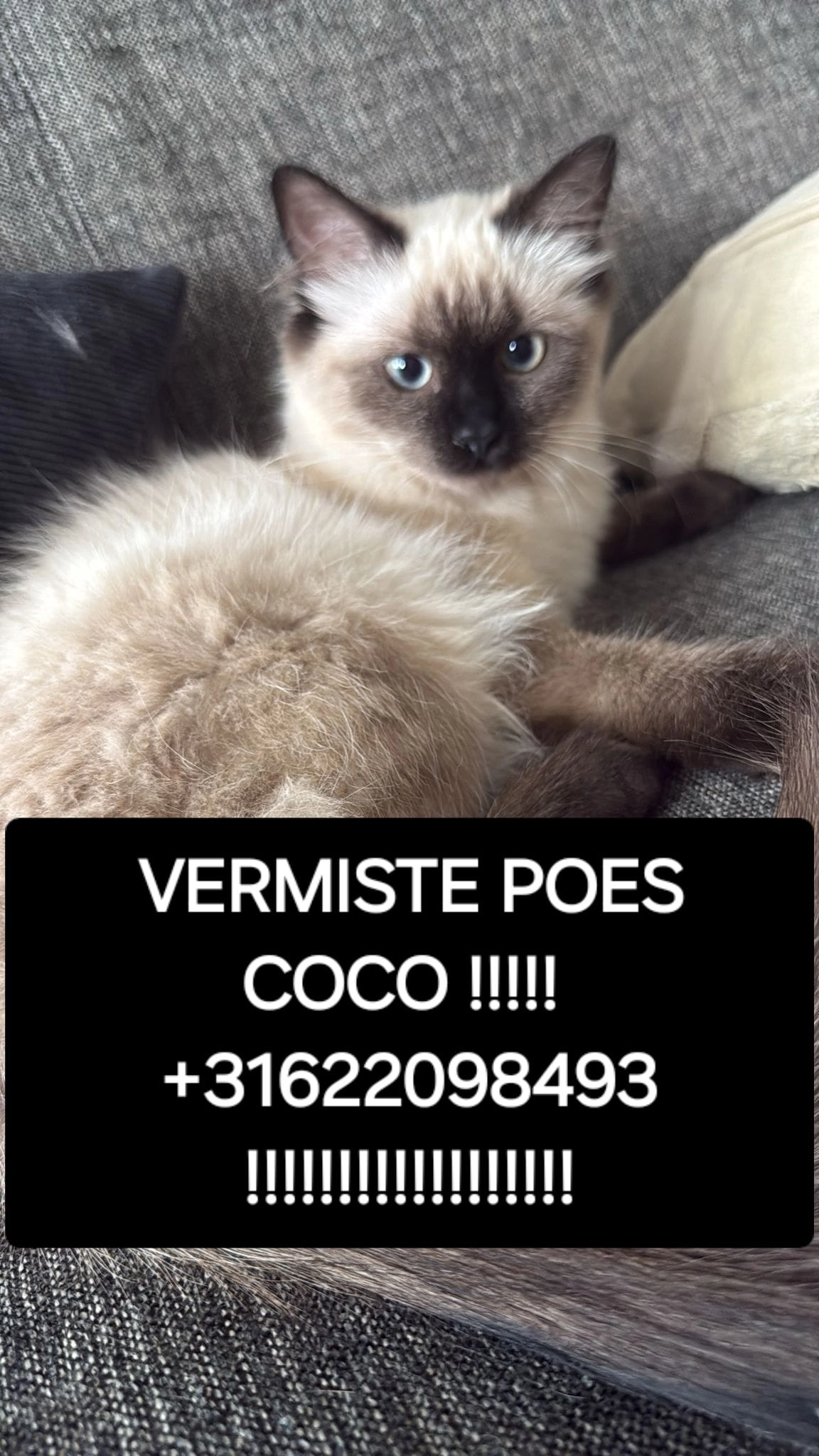 Cookie - Groen van Prinstererweg, Dordrecht